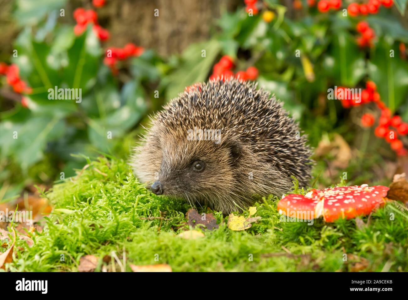 Wilder, einheimischer Igel auf der Suche nach Igelfreunden im Garten. In einem Wildtierhäuschen aufgenommen, um die Gesundheit und die Population dieses rückläufigen Säugetieres zu überwachen Stockfoto