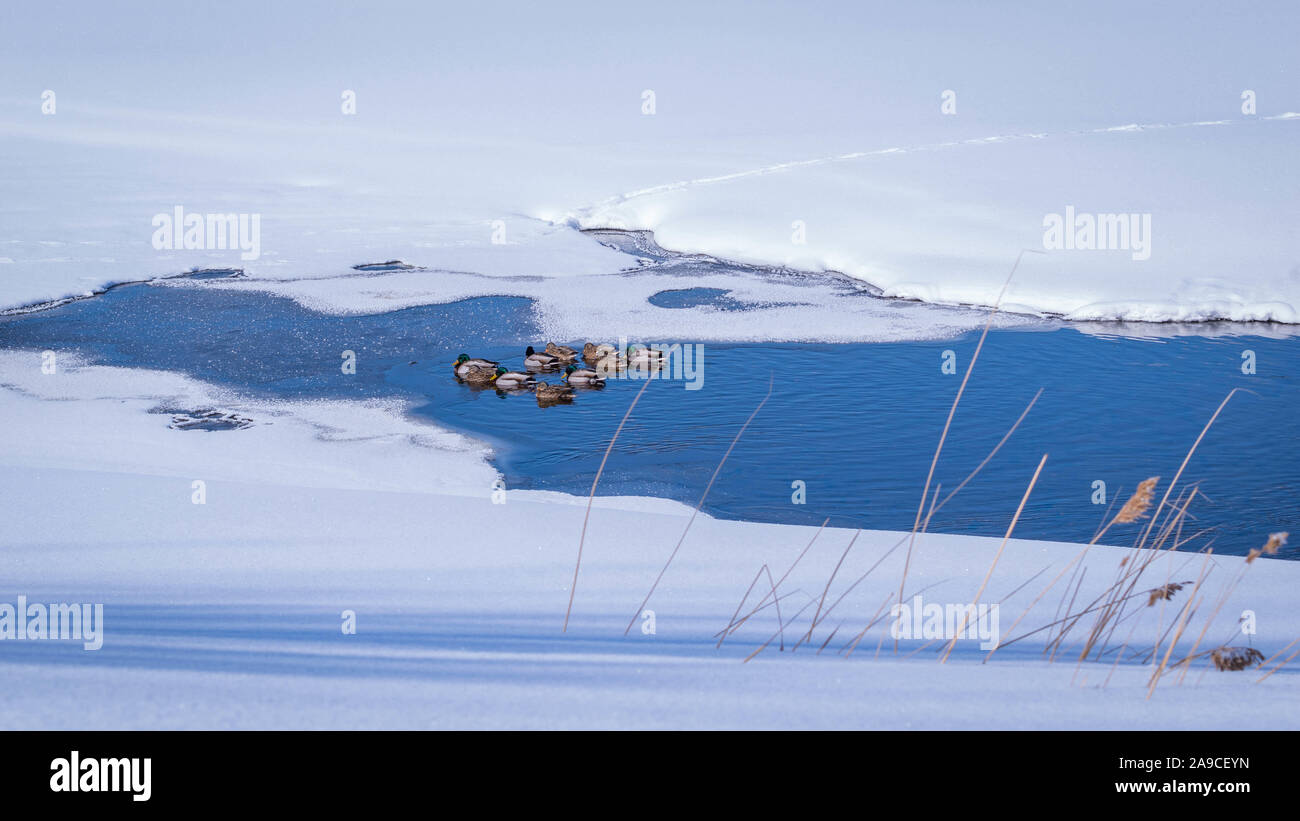 See mit Enten im Winter mit Schnee und Eis Stockfoto