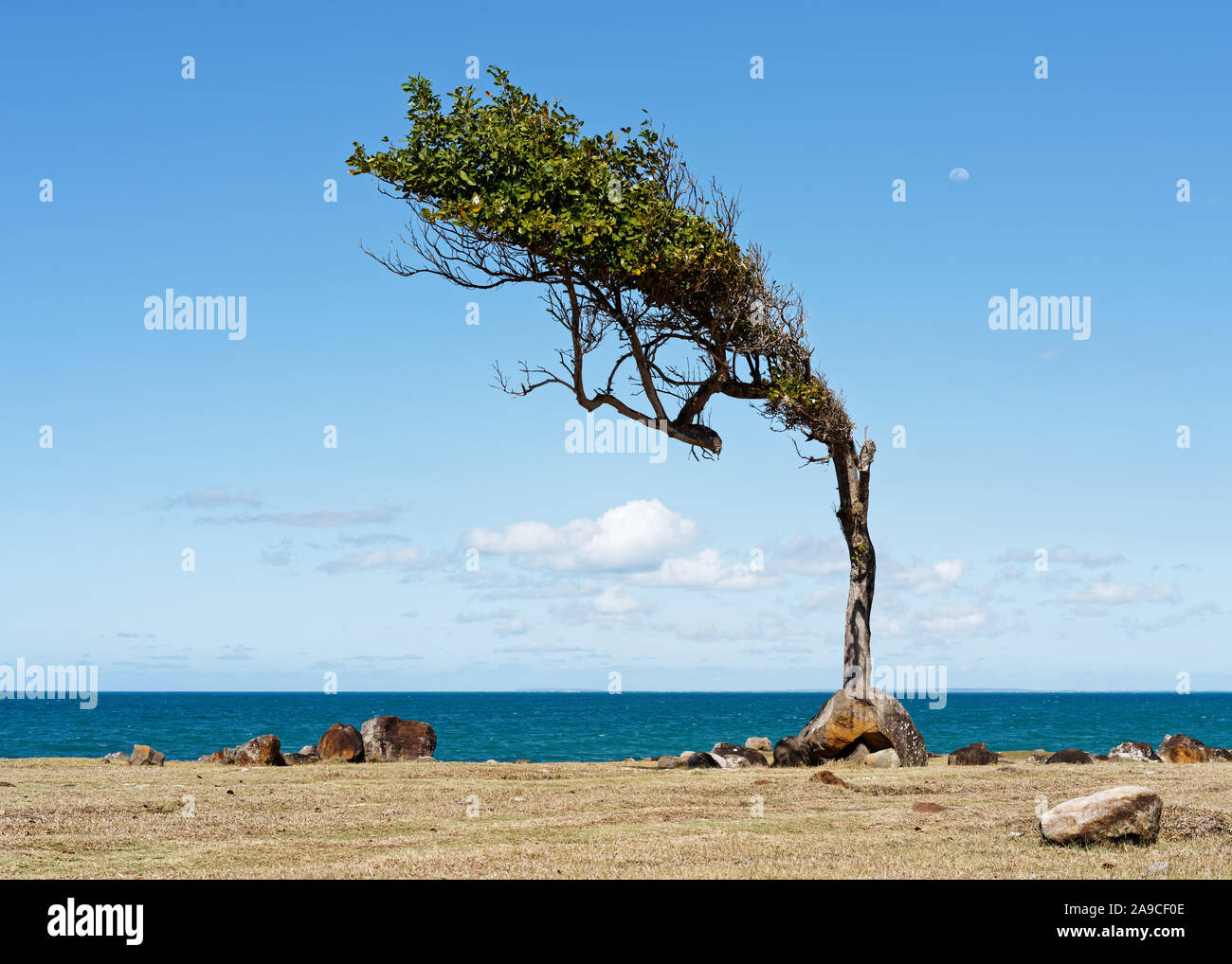 Single Tree an der Küste, deren Krone stark in eine seitliche Richtung, weil der nordöstlichen Passatwinde gewachsen ist, auf das Meer schauen - Locati Stockfoto