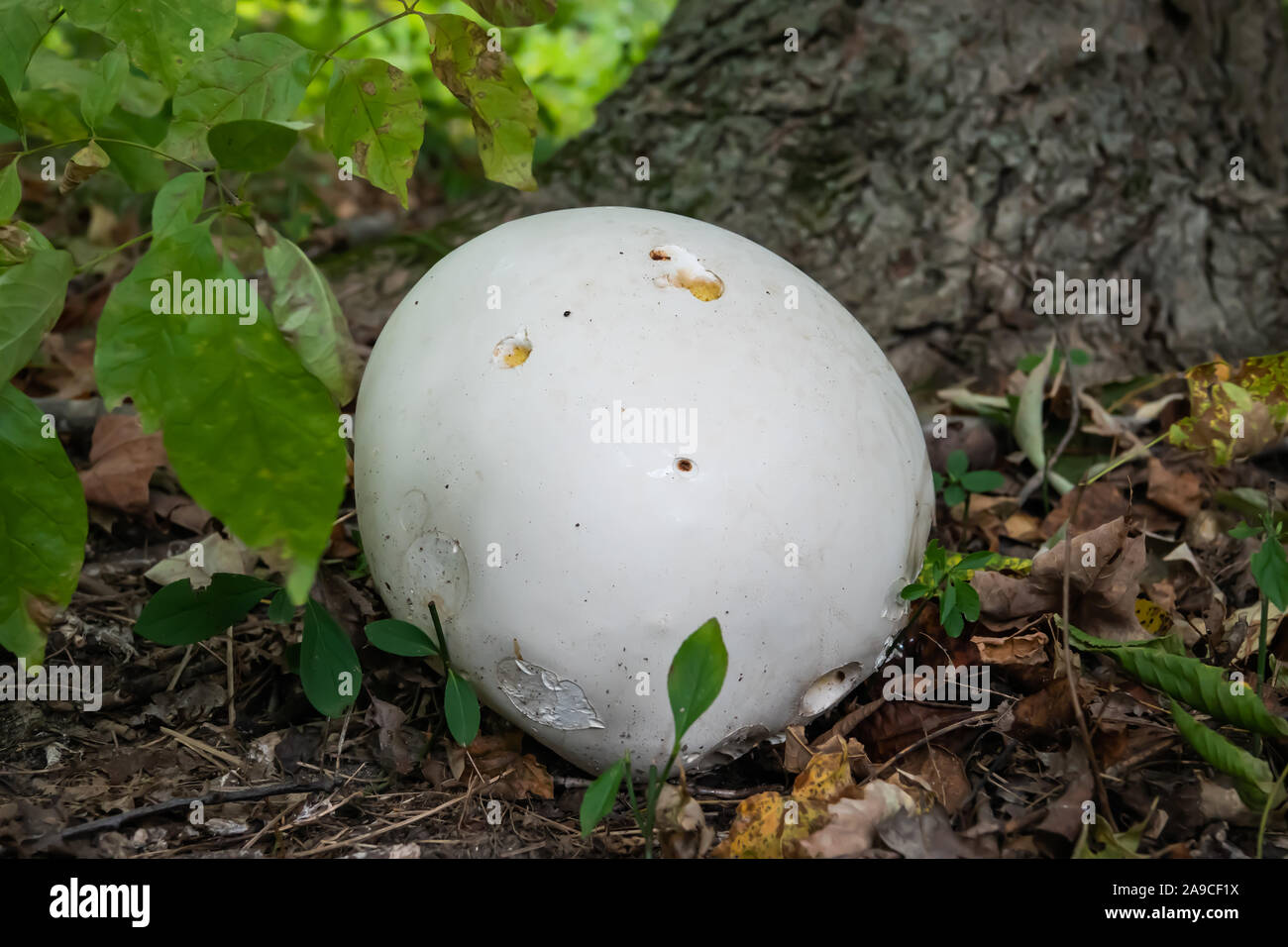 Puffball Pilzzucht im Herbst Stockfoto