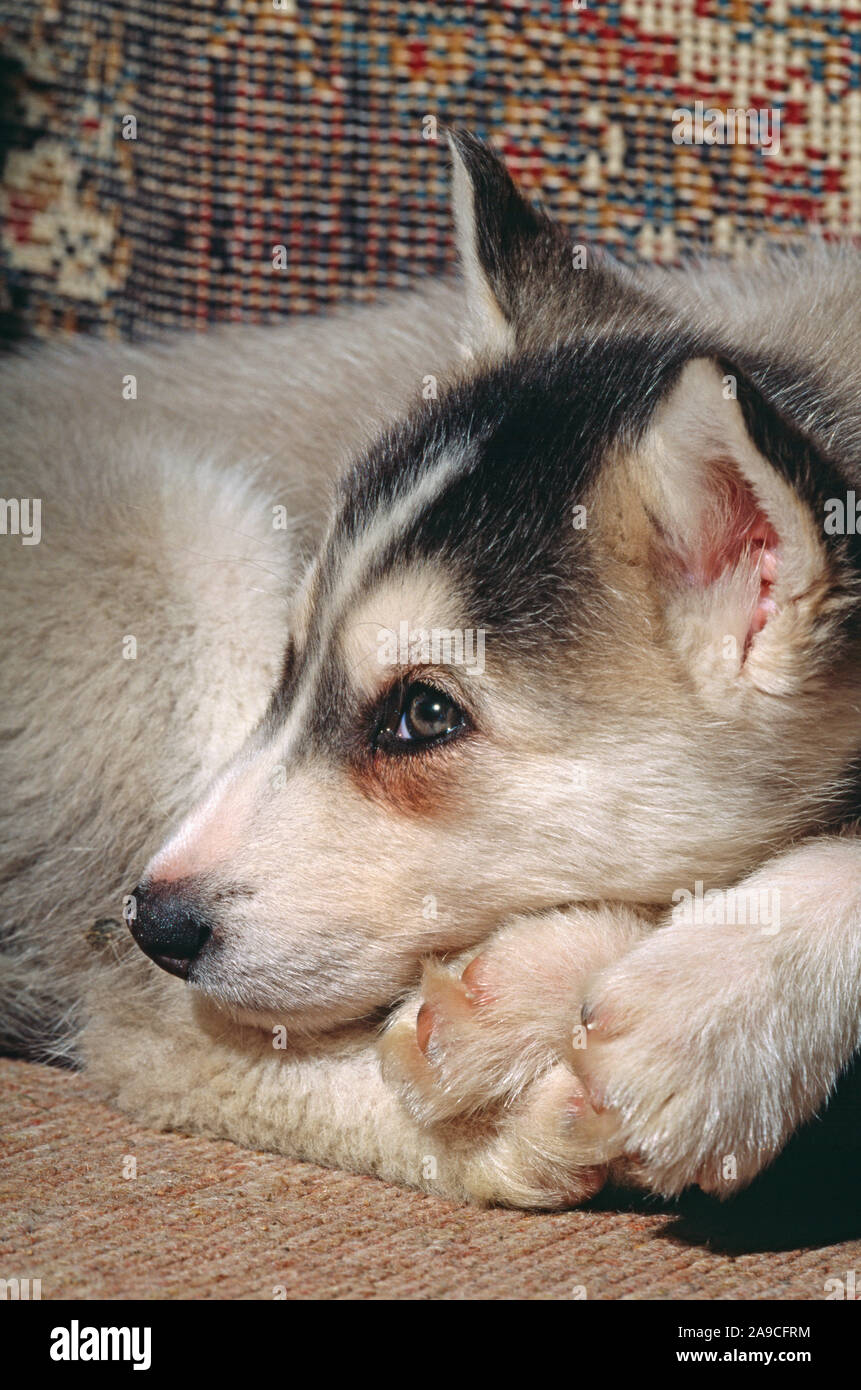 SIBERIAN HUSKY 8 Wochen alten Welpen. (Canis Lupus Familiaris). Stockfoto