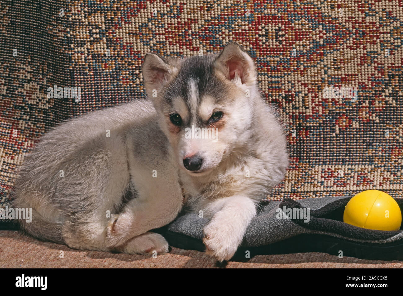 SIBERIAN HUSKY 8 Wochen alten Welpen (Canis Lupus Familiaris) ruht auf Slipper mit Ball spielen Stockfoto