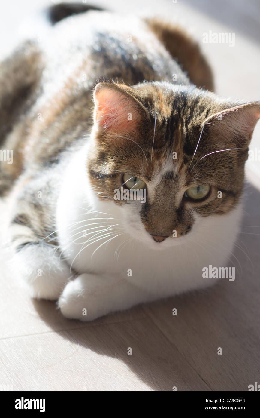 Calico Cat etwas Sonne, entspannt auf den Boden, Innen Stockfoto