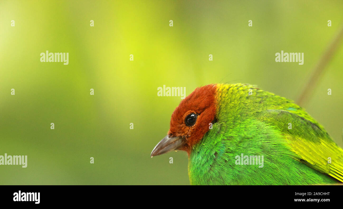 Lebendige Farben der Bucht tanager Vogel in dem trüben Wald Henri Pittier Nationalpark, Venezuela Stockfoto