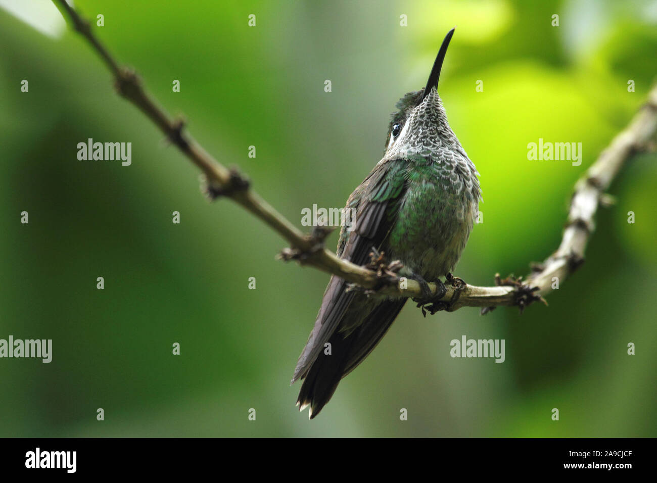 Tolle Aussicht auf den Regenwald, Weiße belüftete Plumeleteer Kolibri, Chalyburra buffooni Stockfoto