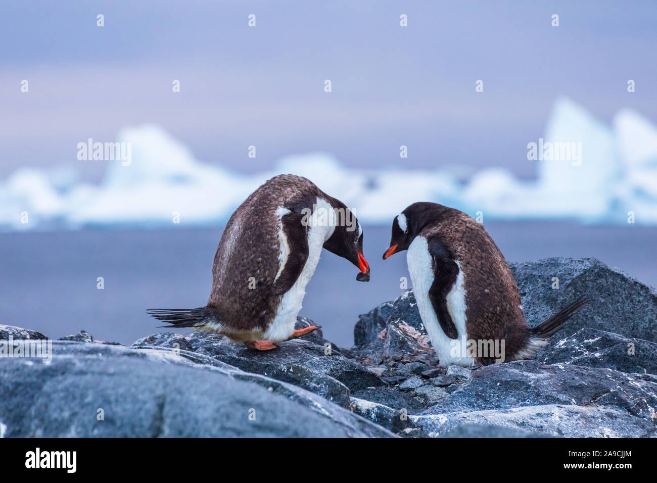 Zuchtpaar von Gentoo Penguins erstellen ein Nest mit Steinen in der Antarktis mit Eisbergen im Hintergrund Stockfoto