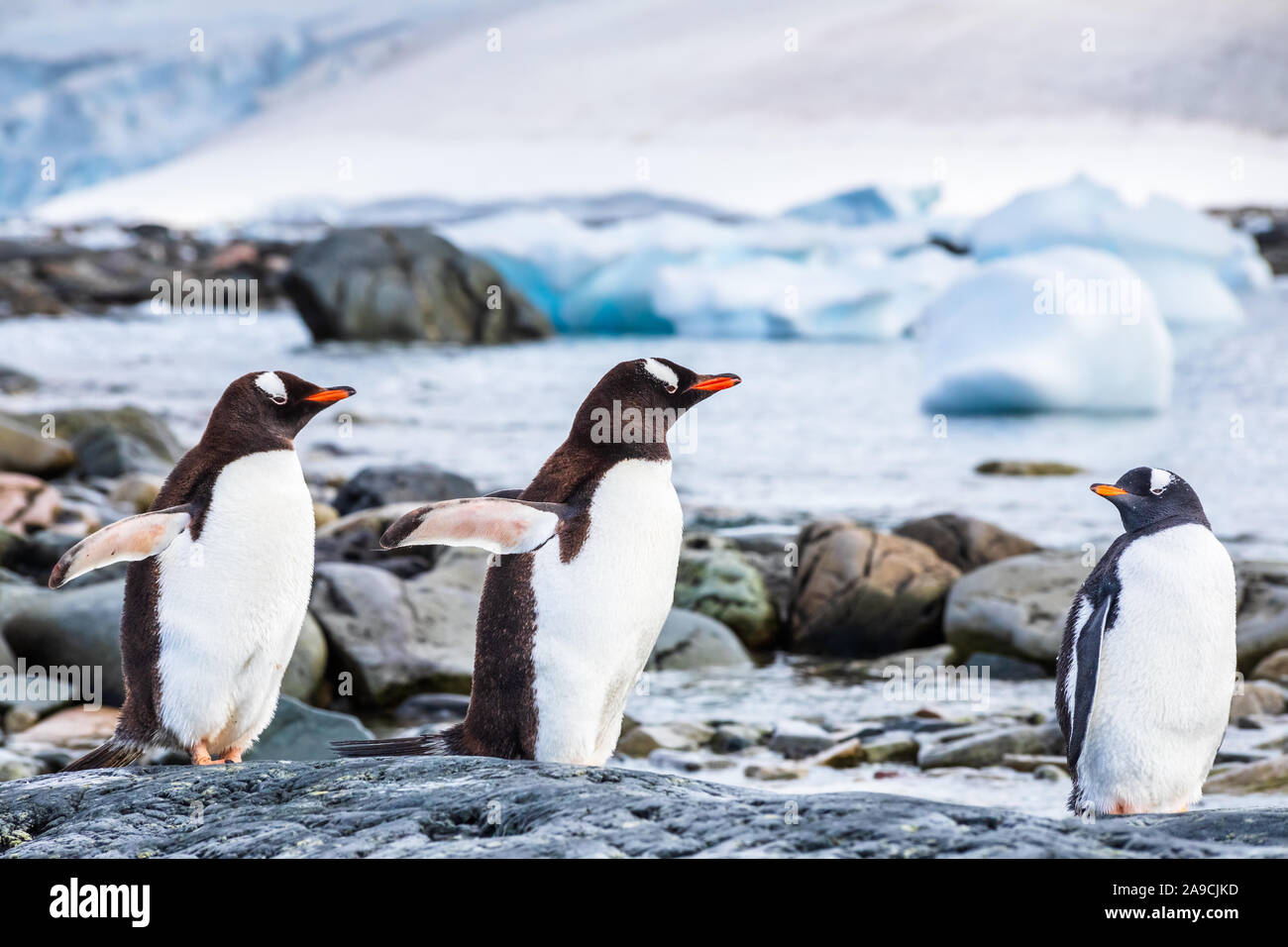 Juvenile Gentoo Pinguin Küken mit seinen Eltern in der Antarktis, seabird Kolonie in der Nähe von dem Meer mit Eisbergen, Antarktische Halbinsel, Zucht Stockfoto