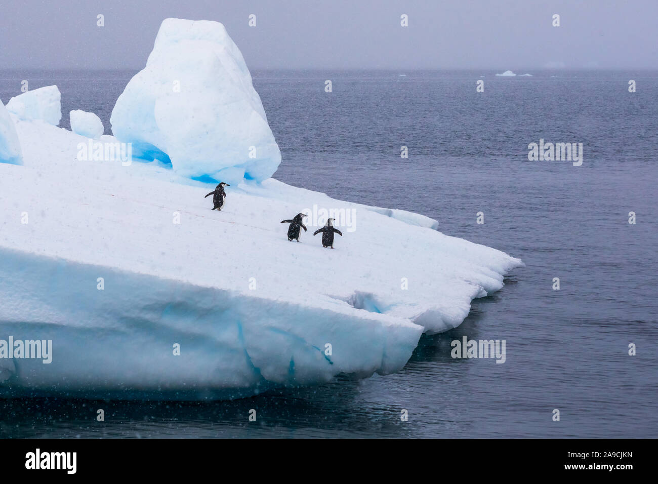 Gruppe der Kinnriemen Pinguine auf Eisberg in der Antarktis zum Meer gehen auf krill zu füttern, Konzept über Wildlife Preservation und globale Erwärmung, Antarc Stockfoto