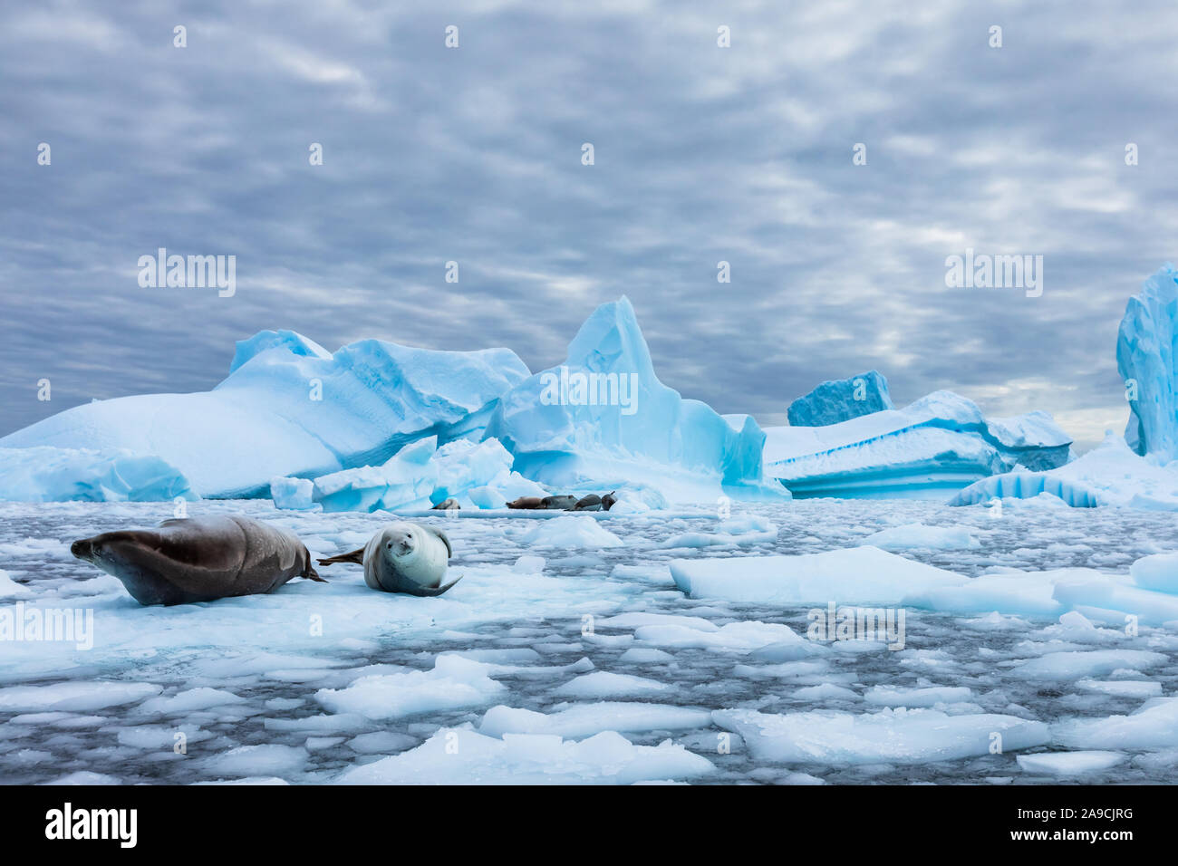 Erstaunlich gefrorene Landschaft aus der Antarktis mit Krabbenfresserrobben auf Eisberge und starrte auf Kamera, Blue Ice und atemberaubenden Tierwelt in der Antarktis P Stockfoto