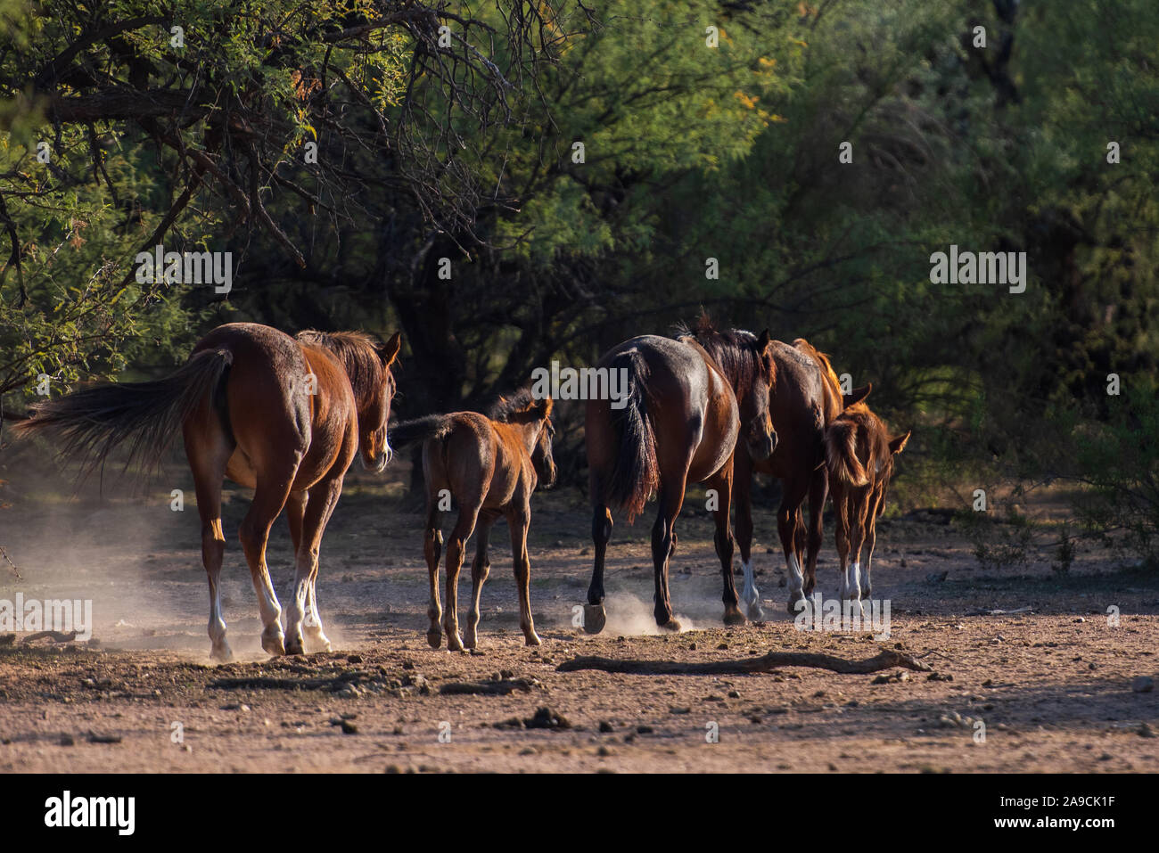 Wilden Pferde der Wüste Südwesten Stockfoto