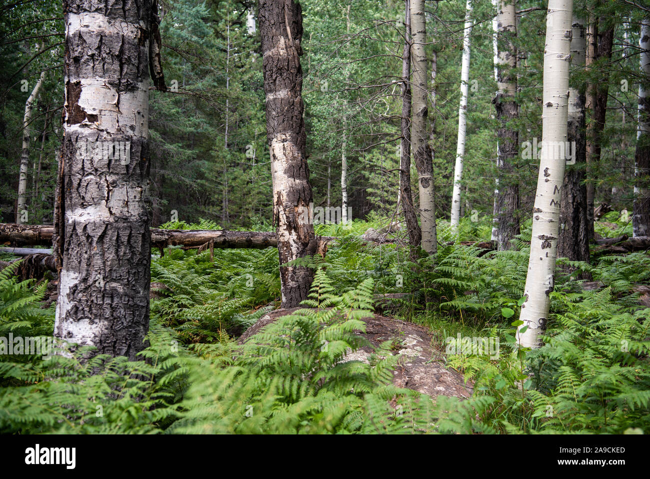 Schöne Aspen Tree Natur Stockfoto