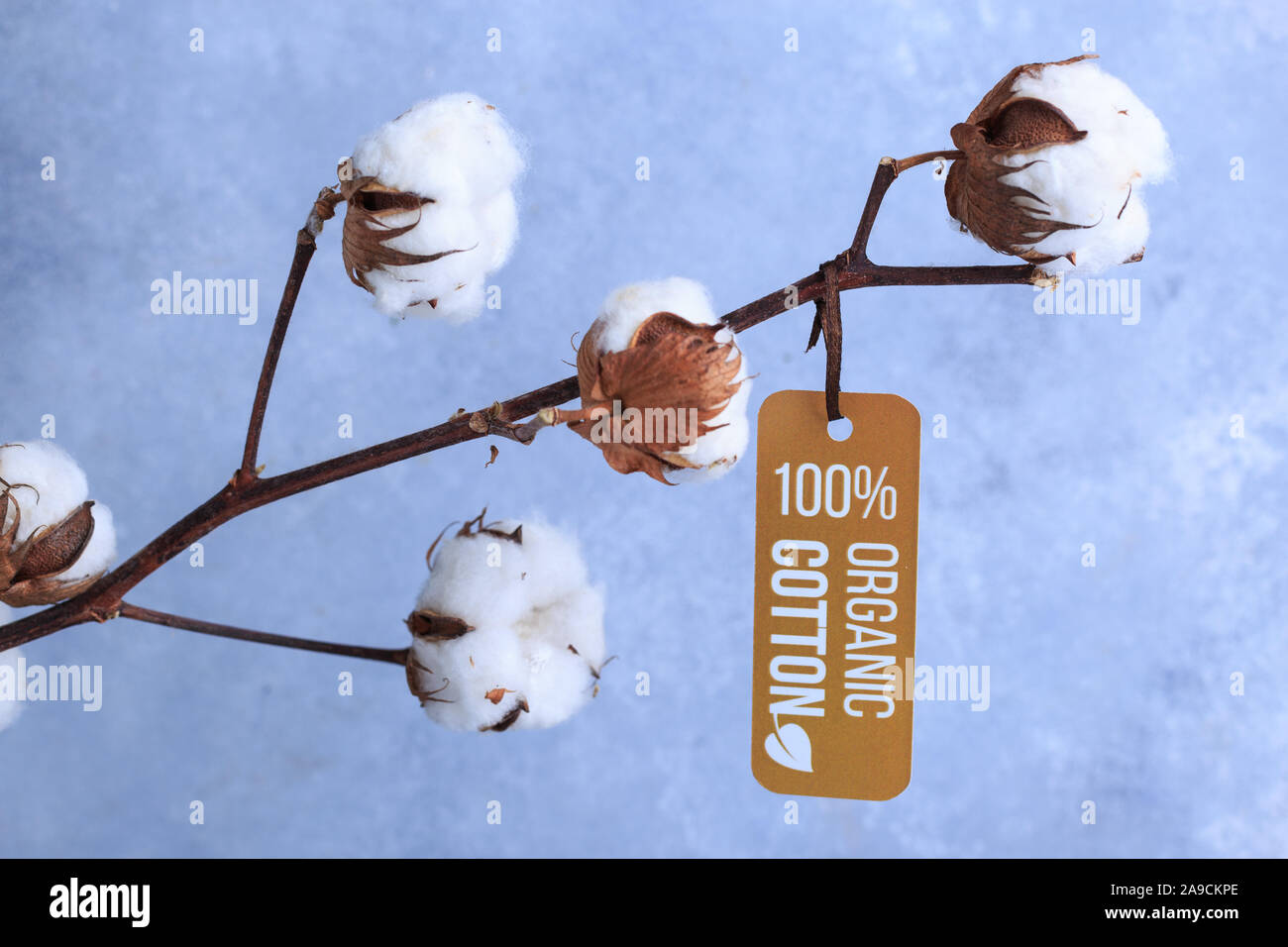 Baumwolle Blumen mit Label organische Konzept auf Grau Stockfoto