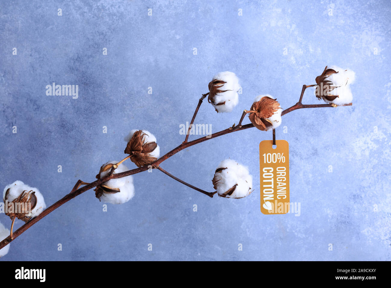 Baumwolle Blumen mit Label organische Konzept auf Grau Stockfoto