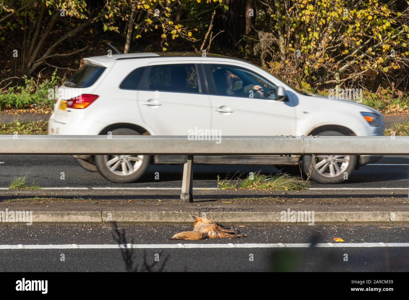 Tot Fuchs (Vulpes vulpes) an einer viel befahrenen Schnellstraße getötet, mit einem fahrenden Auto vorbei, auf der anderen Seite der Straße, Großbritannien Stockfoto