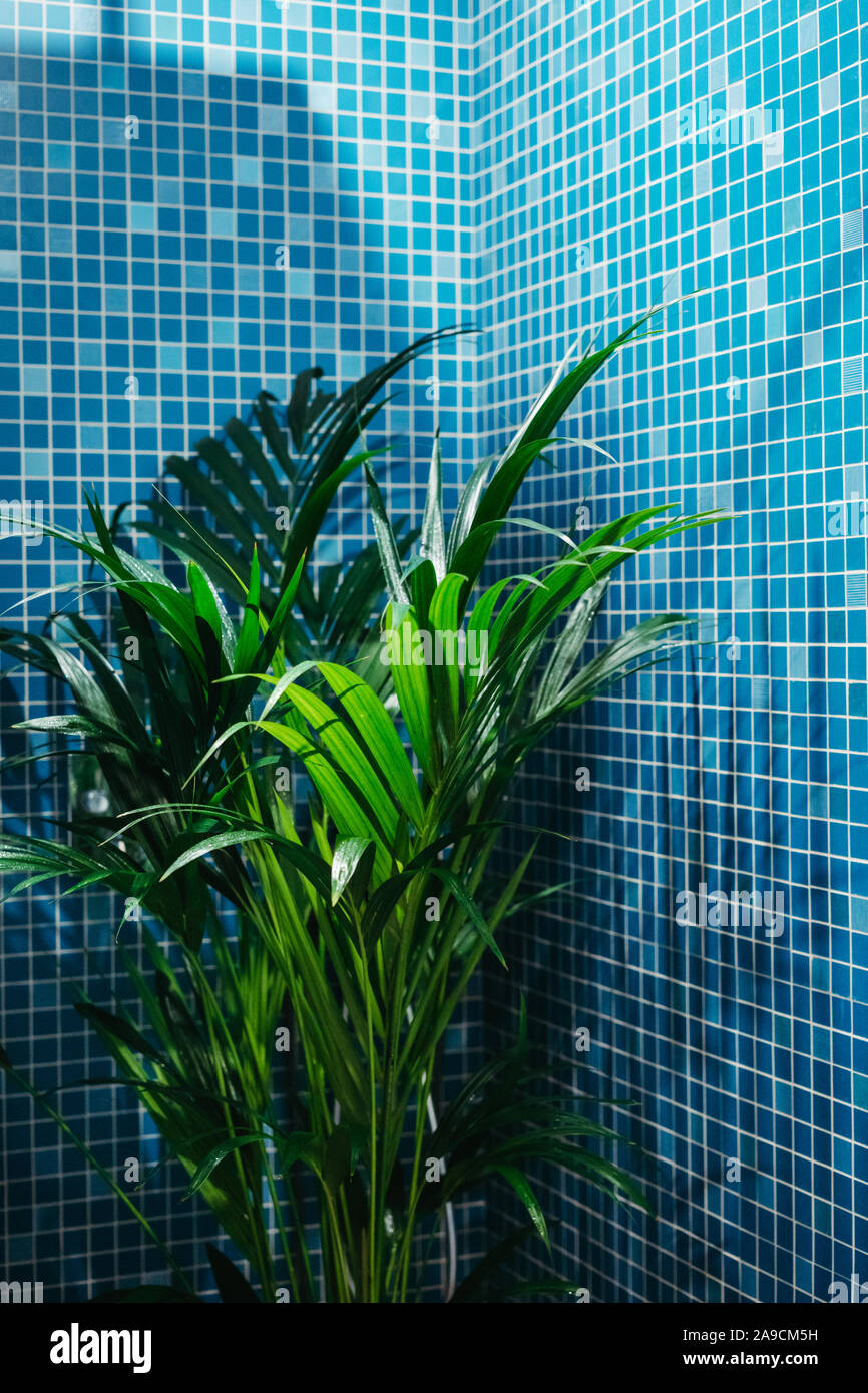Indoor Palm Tree Stockfotos Und Bilder Kaufen Alamy