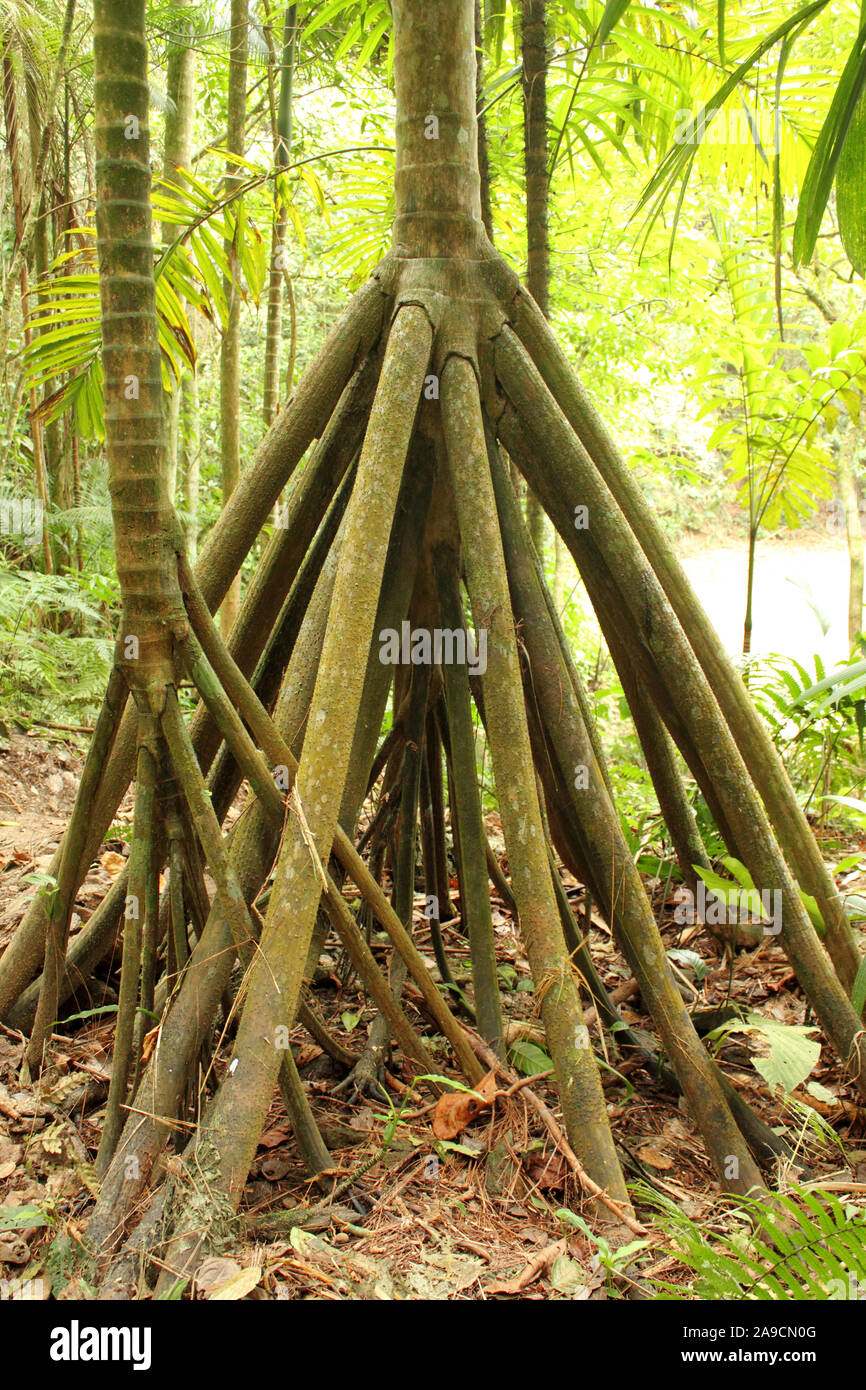 Tolle Aussicht auf Socratea exorrhiza, das Gehen Palm oder Cashapona, handelt es sich um eine Palm native zu den Regenwäldern im tropischen Südamerika Stockfoto