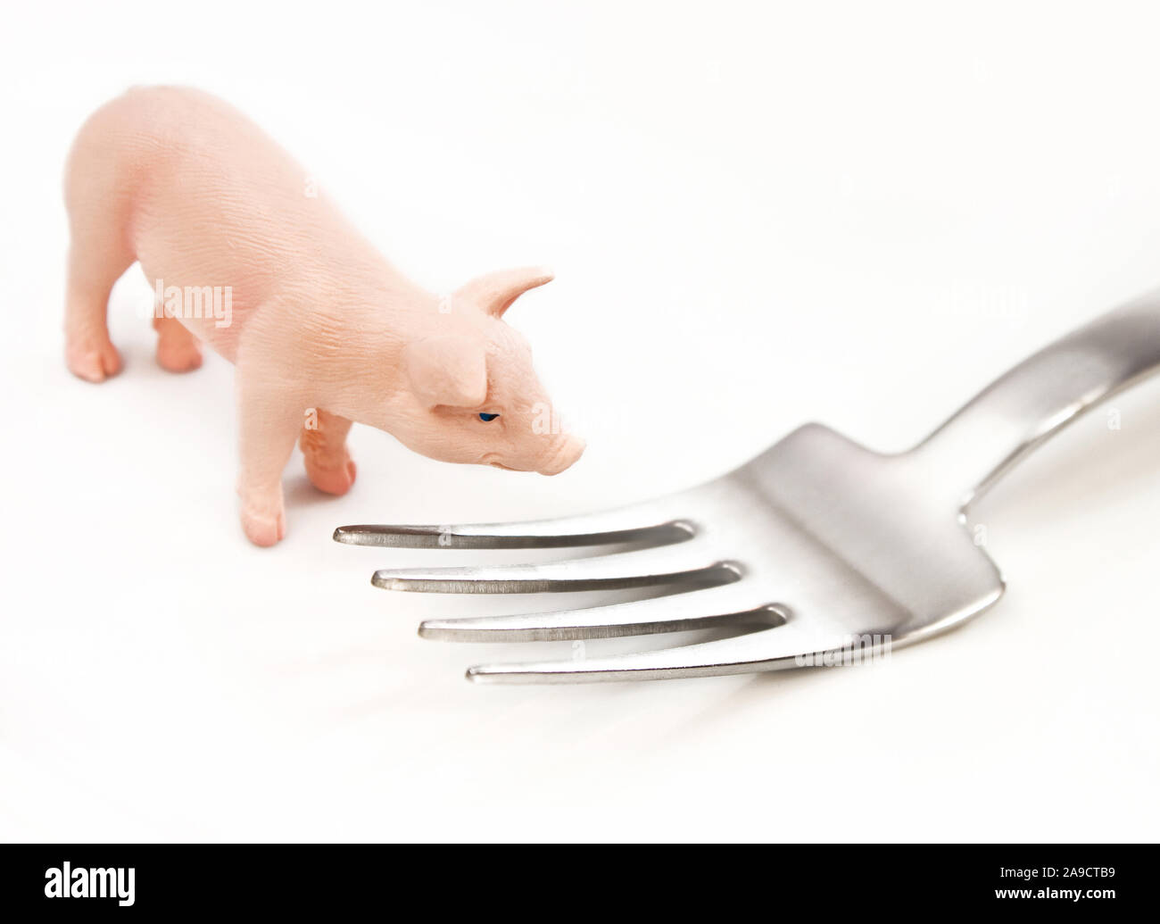 Der Verzehr von Schweinefleisch Konzept und weißem Hintergrund Stockfoto