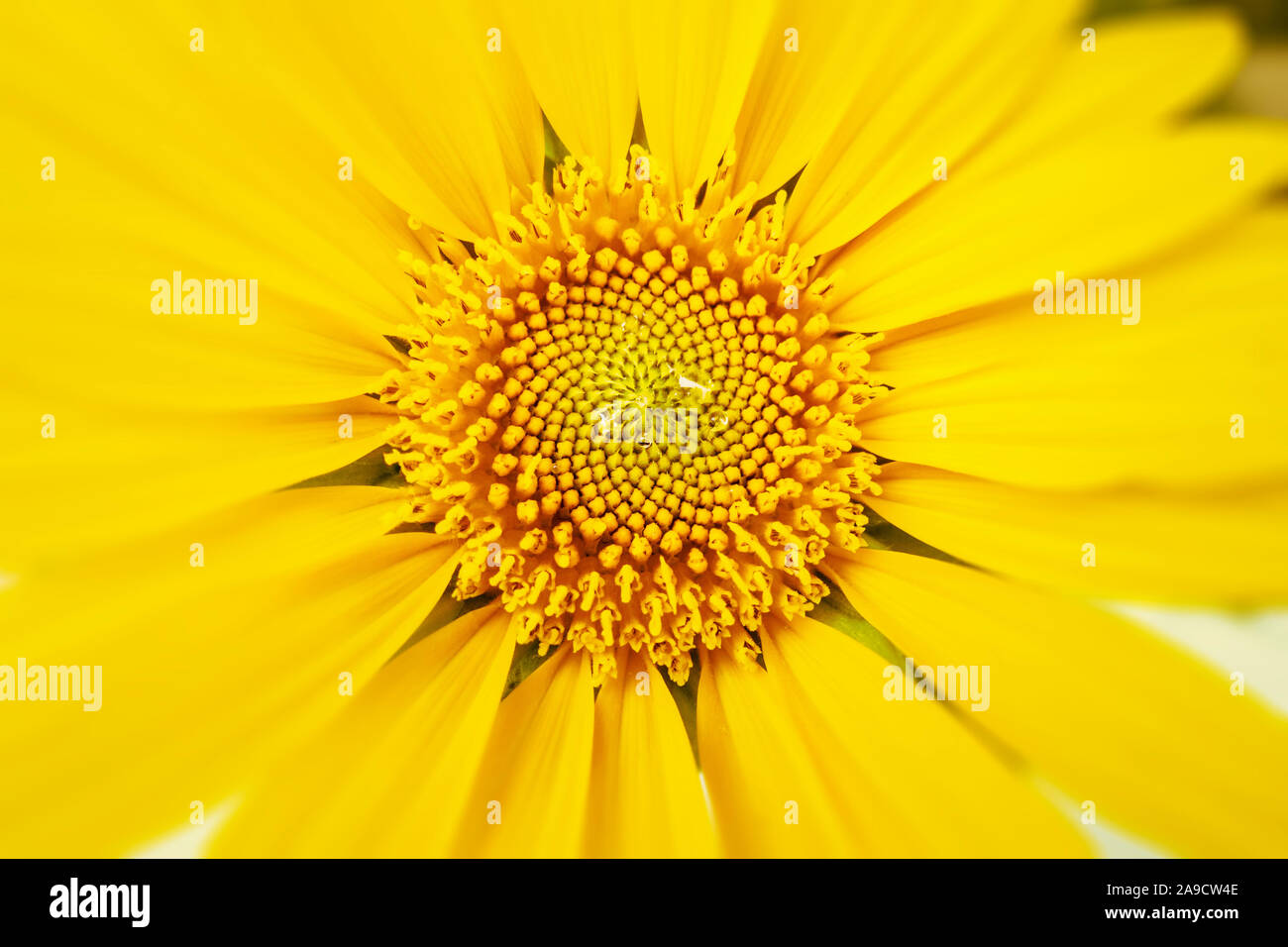 Ein Bild von einem typischen gelben Sonnenblume detail Stockfoto