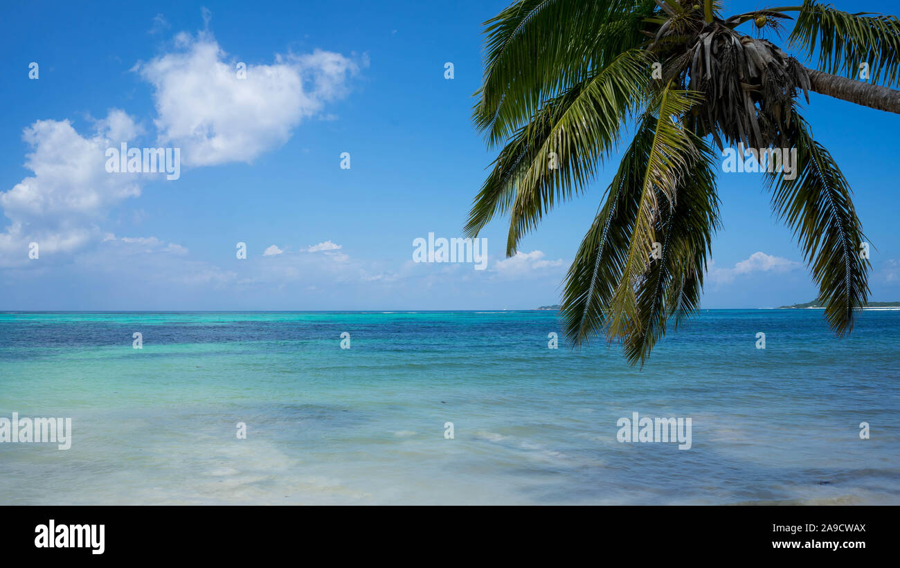 Palm Tree iin vor dem Indischen Ozean an einem sonnigen leeren Strand auf Mahe Seychellen Stockfoto