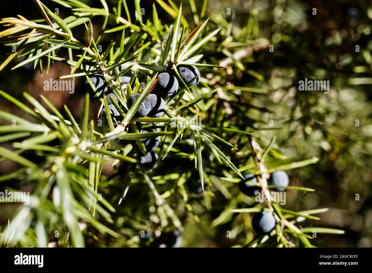 Niederlassung von Juniper Baum mit grünen Blättern und schwarzen Kegel ina sunnny Tag, Makro Objektiv Stockfoto