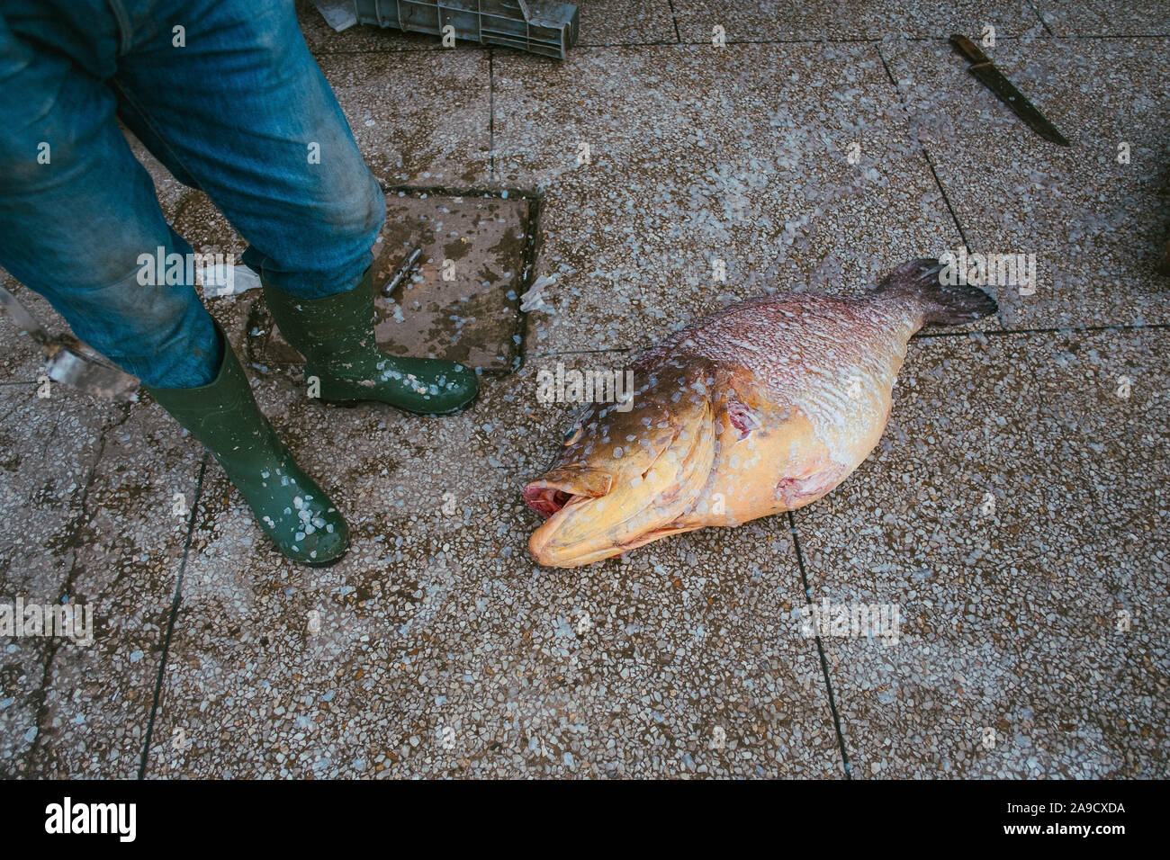 Fischmarkt in Tanger, Marokko Stockfoto