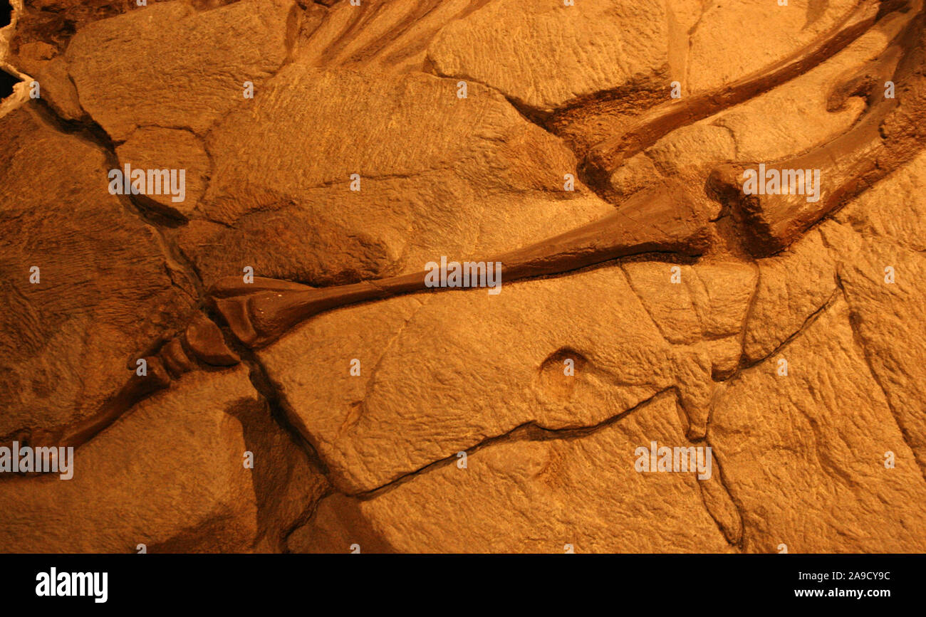 Begraben alten Dinosaurier bleibt, Museum der Rockies Bozeman Montana USA Stockfoto