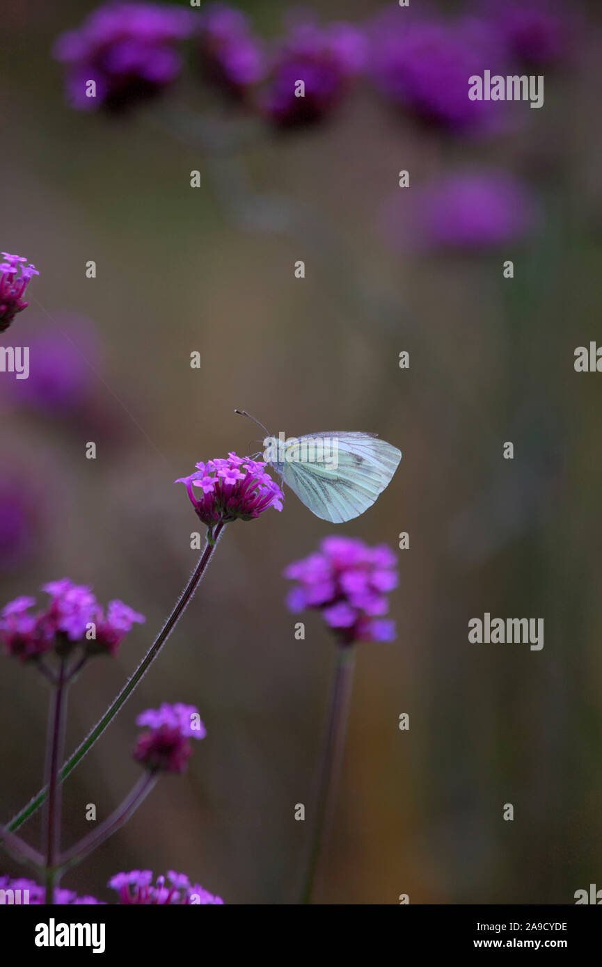Pieris napi Die grüne Geädert weiß Schmetterling auf Verbena bonariensis Stockfoto