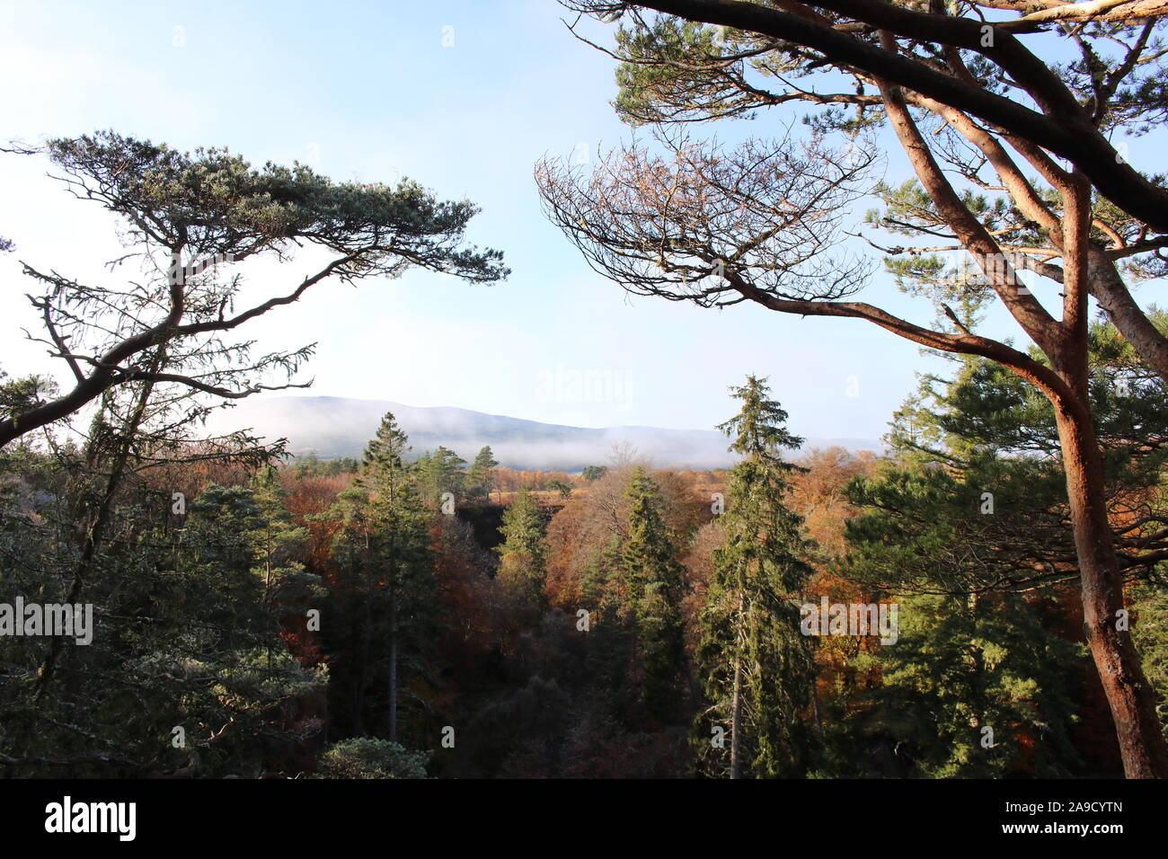 Aussichtsplattform mit Baumdach in der Ravens Rock Gorge, Scottish Highlands, Schottland Stockfoto