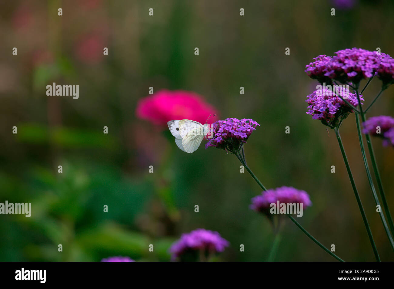 Verbena bonariensis AGM mit Grün Geaderten weiß Schmetterling - Pieris napi Stockfoto