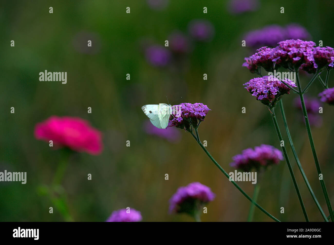 Verbena bonariensis AGM mit Grün Geaderten weiß Schmetterling - Pieris napi Stockfoto
