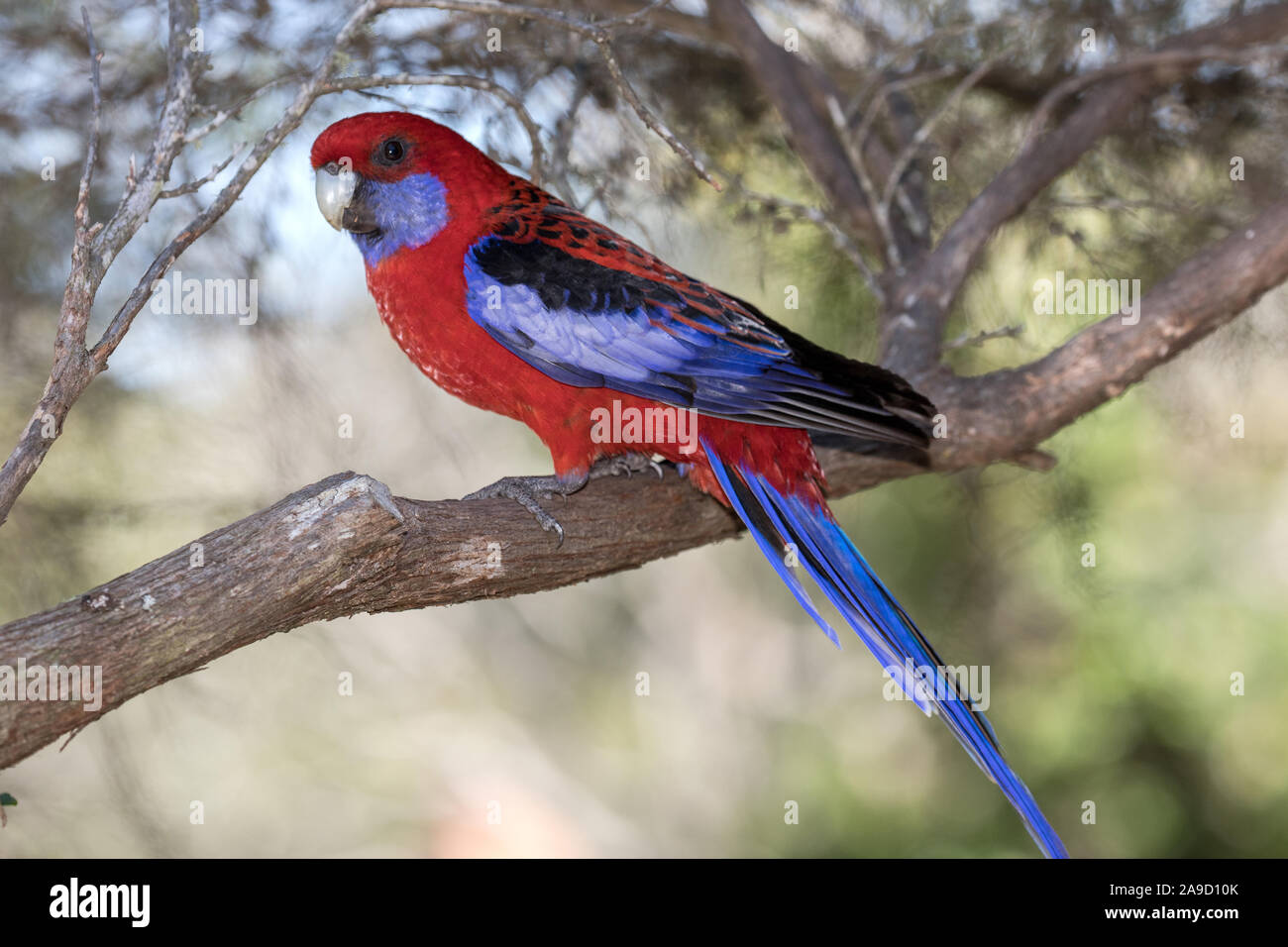 Pennantsittich Stockfoto