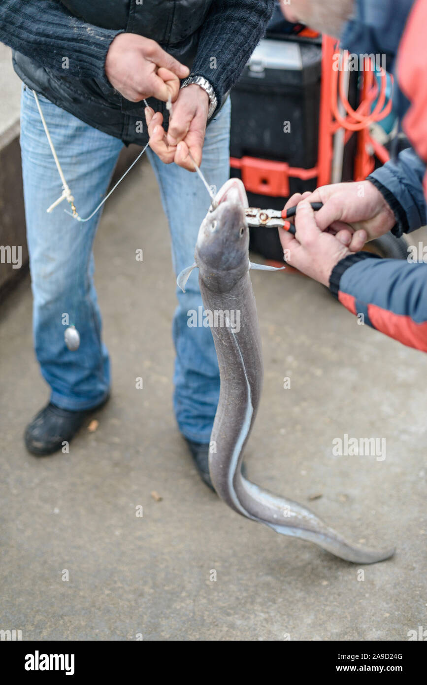 Die Fischer haben ein Aal gefangen Stockfoto