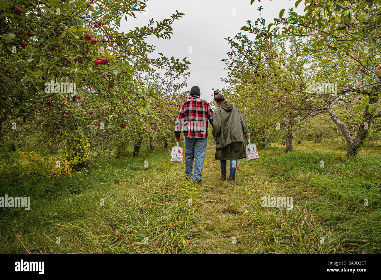 Vater und Tochter verbringen Tag zusammen pflücken Äpfel Stockfoto