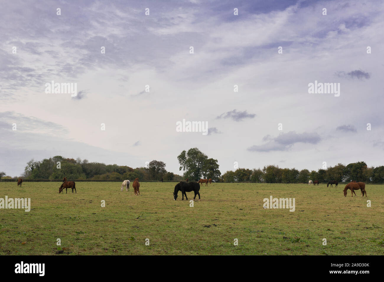 Pferde grasen in einem Feld, England, Vereinigtes Königreich Stockfoto