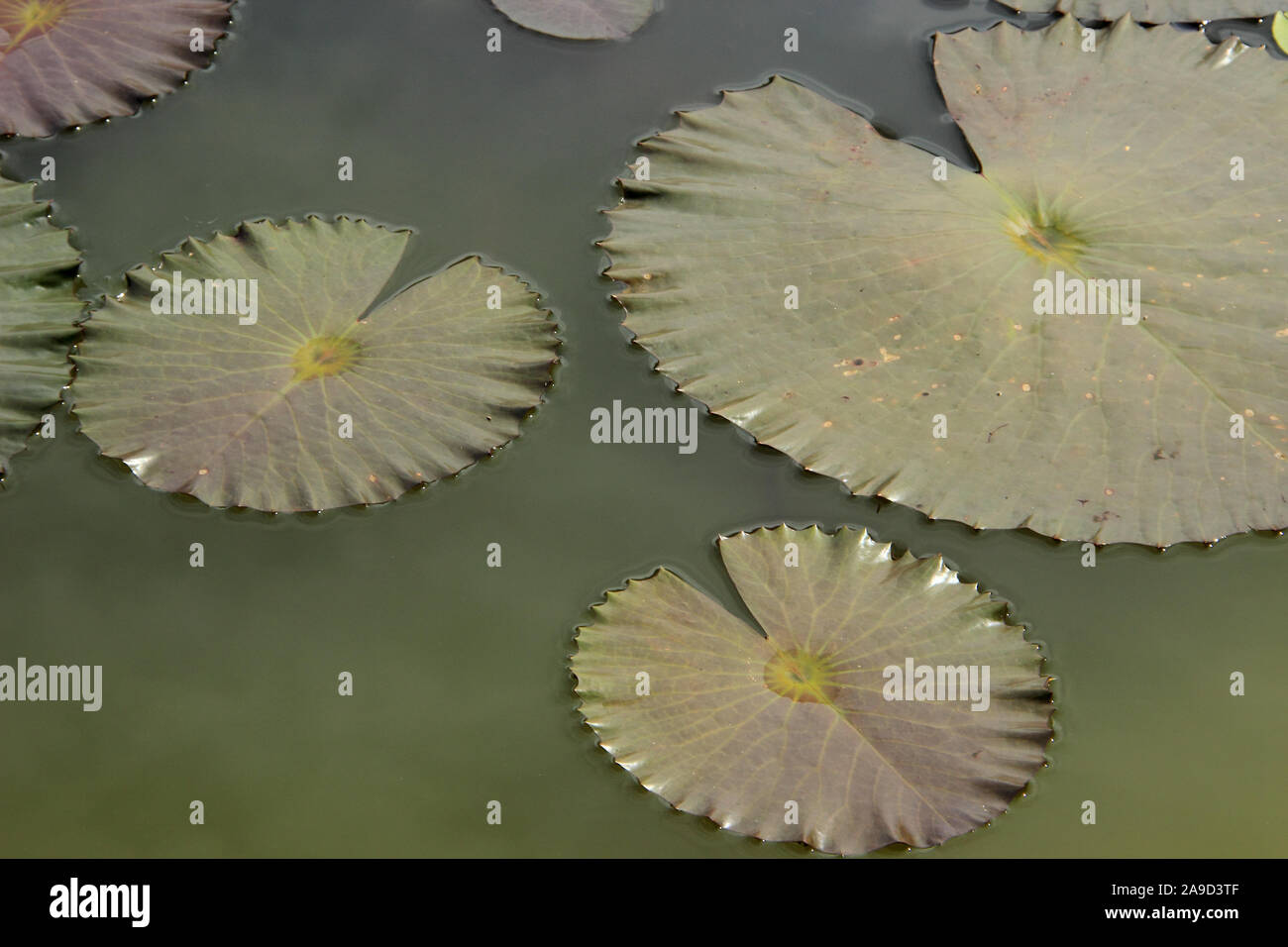 Zarten Seerosen Blätter Muster auf Wasseroberfläche Nahaufnahme Stockfoto
