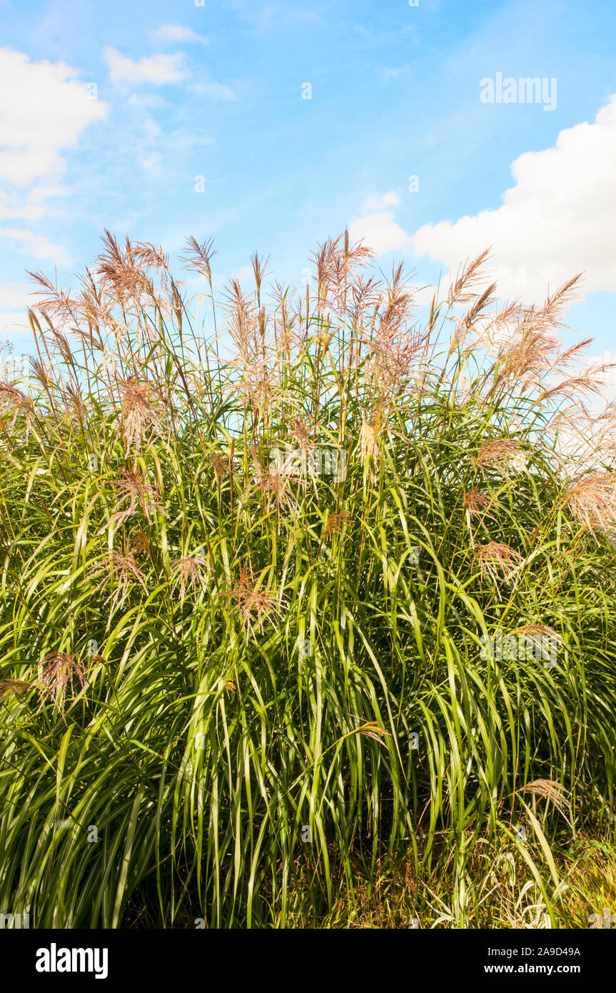 Große Klumpen von Miscanthus sinensis Zierpflanzen Gras wachsen in einem großen Bett von verschiedenen Gräsern. Ein vollkommen winterhart Staude Stockfoto