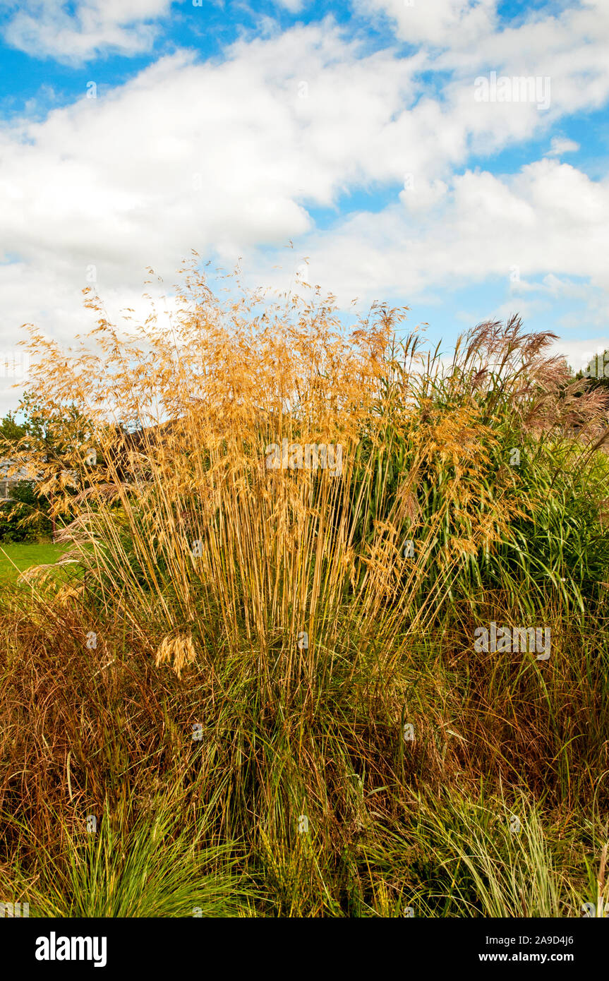 Große Klumpen Von Ziergras Stipa, die in einem großen Bett aus verschiedenen Gräsern wachsen. Eine Laub voll winterhart Stockfoto