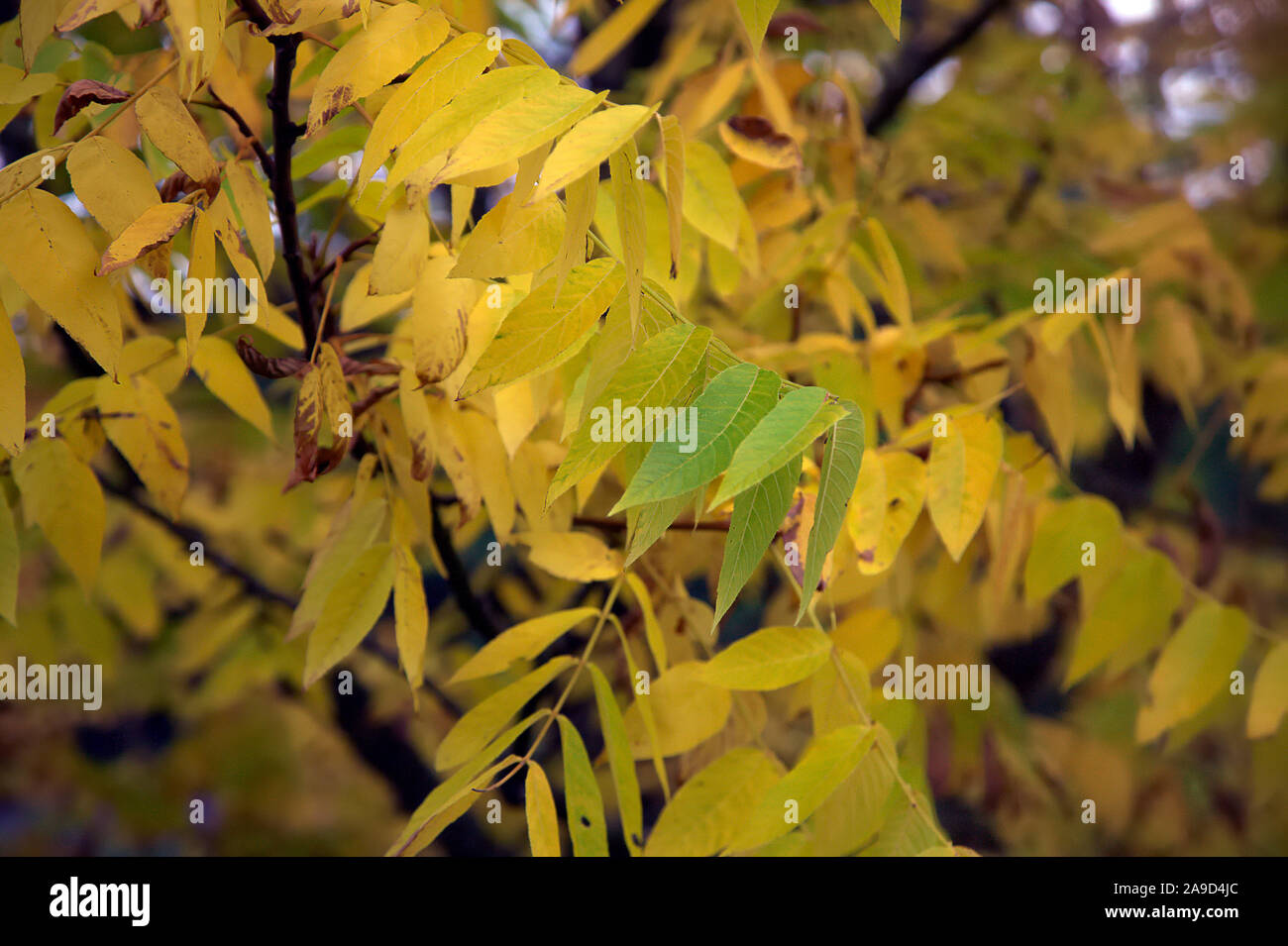Juglans nigra Herbst Farbe Stockfoto