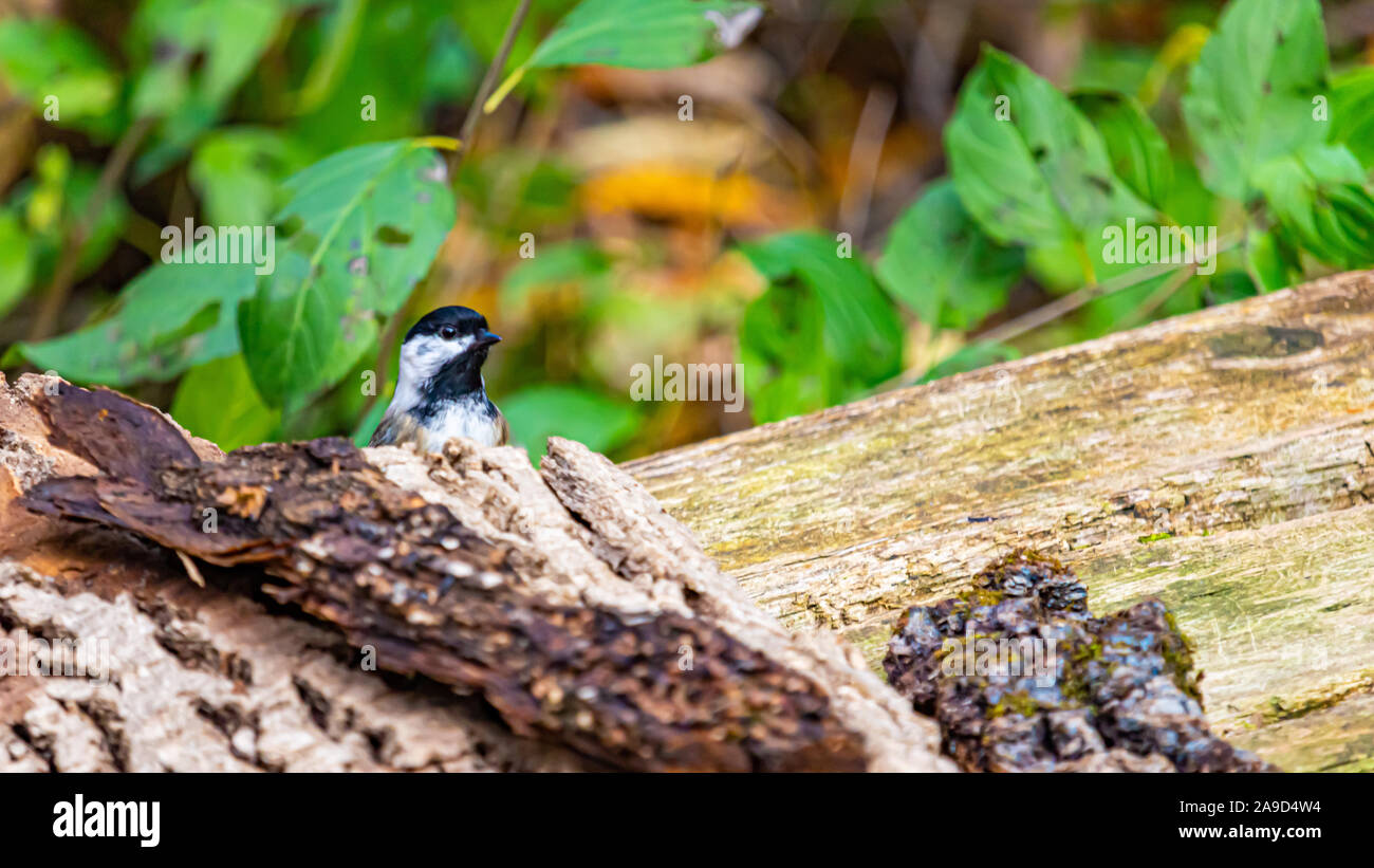 Ein Black-capped chickadee steht auf einer Holzbank, wo einige Baumrinde gefallen ist. Er späht den Kopf aus seinem Versteck spot, neugierig auf nois Stockfoto