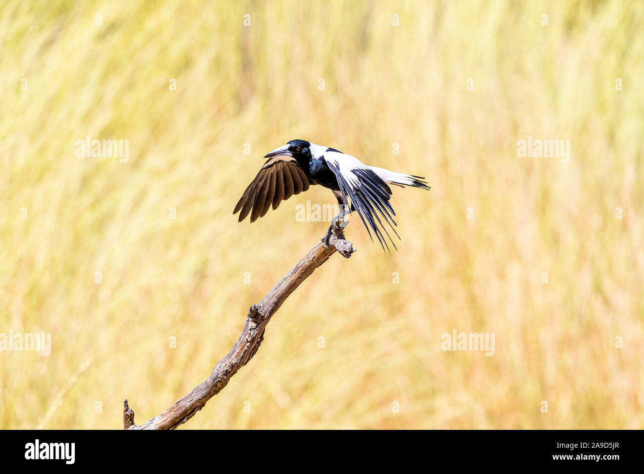 Eine australische Magpie nimmt Flug bei Alice Springs, Northern Territory Stockfoto