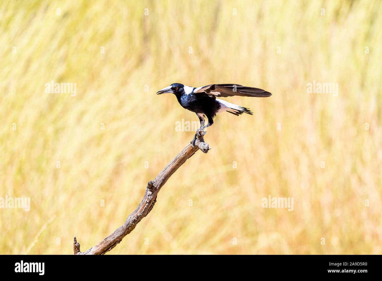 Eine australische Magpie nimmt Flug bei Alice Springs, Northern Territory Stockfoto