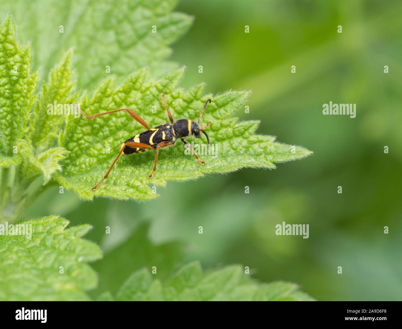 Wasp Käfer, Clytus arietis, sitzend auf einem Blatt Stockfoto