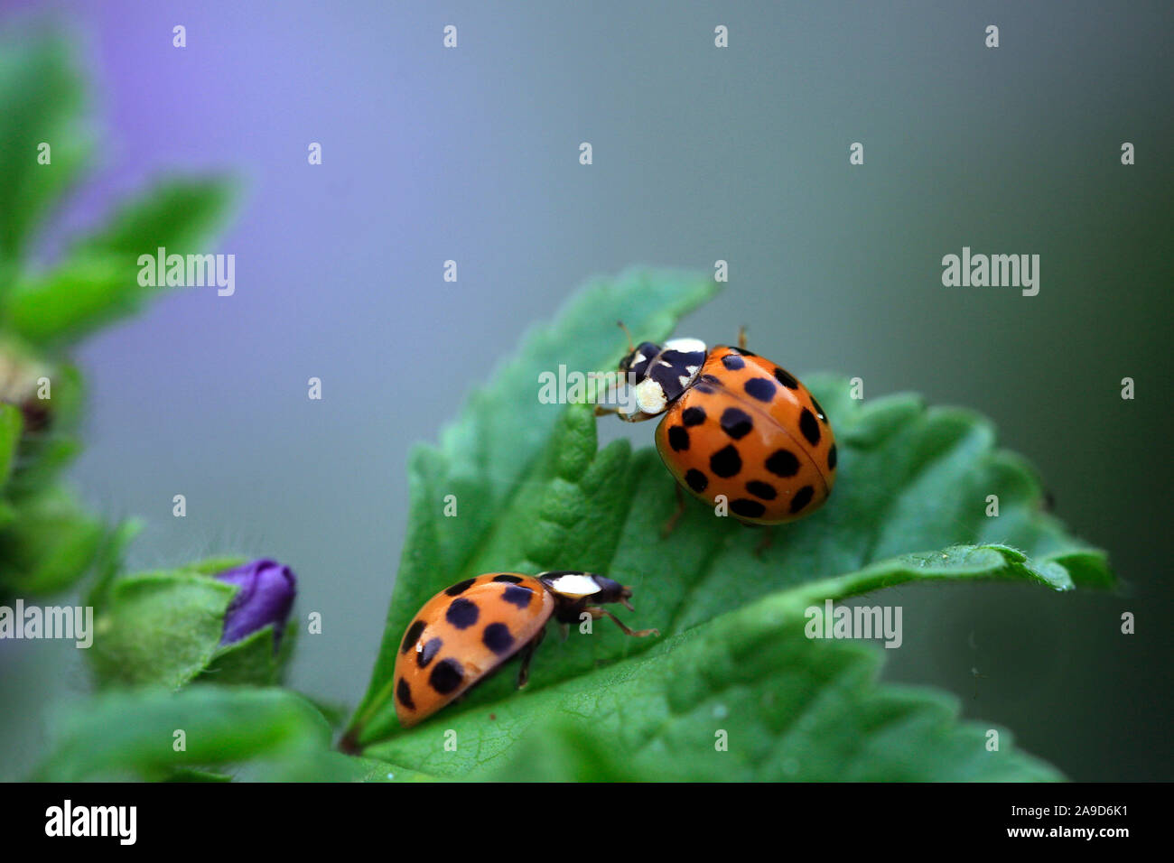 Asiatische ladybeetles, Harmonia axyridis Stockfoto