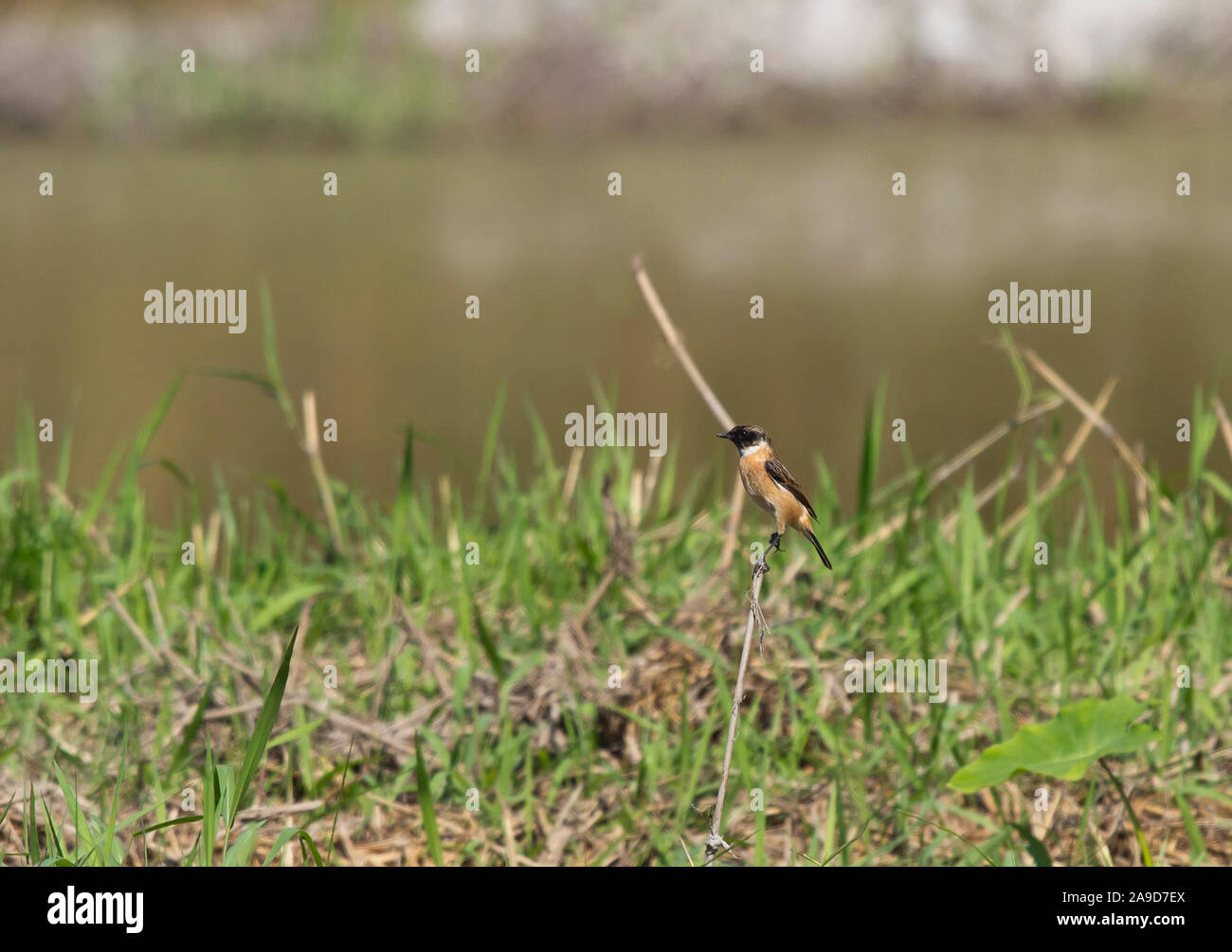 Sibirisches schwarzkehlchen Saxicola, Maurus, am See Huay Tung Tao, in der Nähe von Chiang Mai, Chiang Mai, Thailand Stockfoto