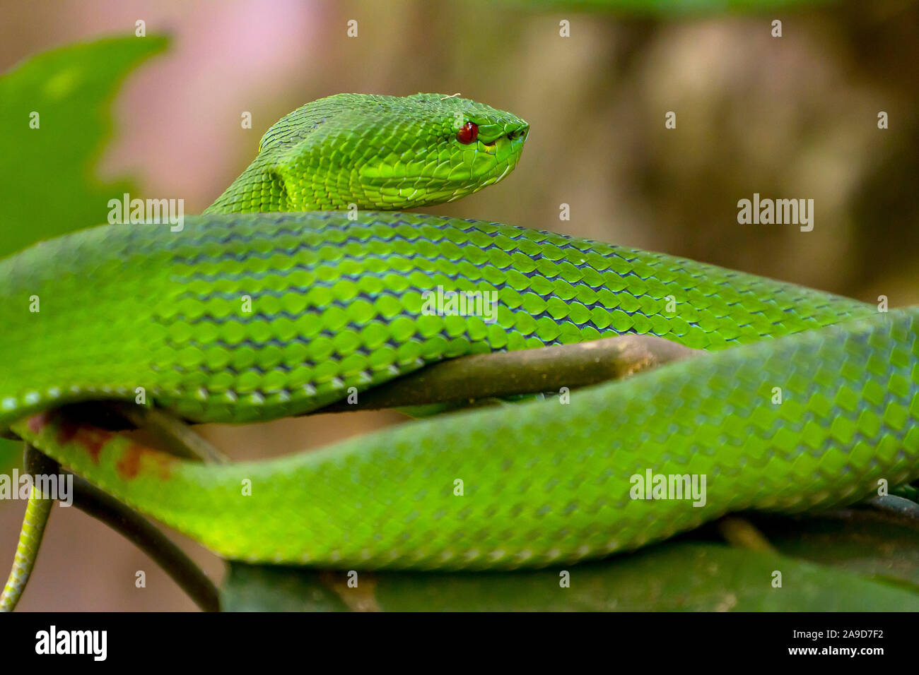 Weiß-Lippigen pit Viper, ein älterer Name albolabris, Chiang Dao, Thailand Stockfoto