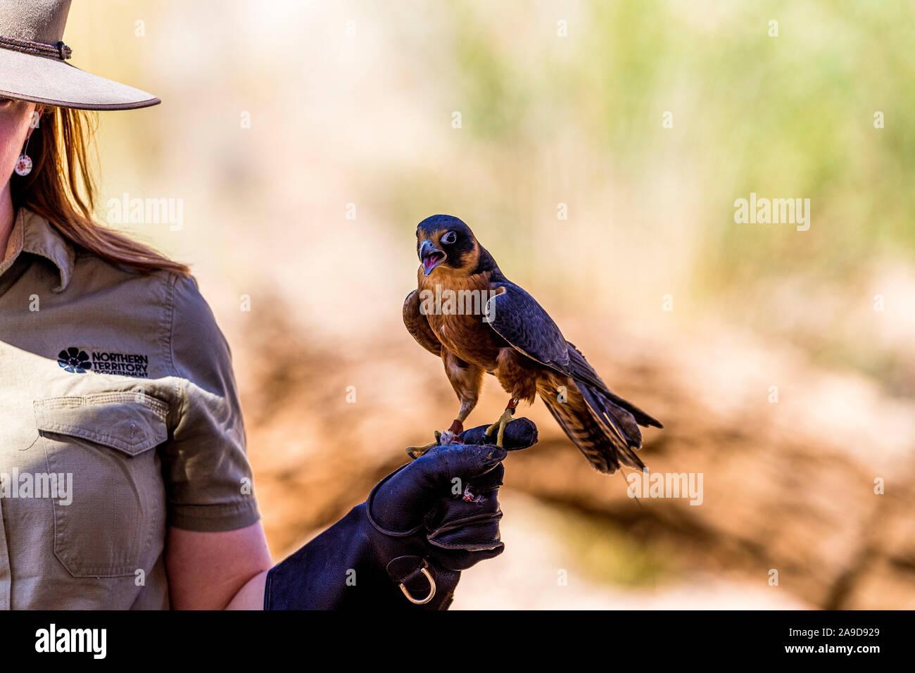 Ein Ranger hält eine Peregrine Falcon bei einem Vogel Show im Alice Springs Desert Park, Northern Territoty, Australien Stockfoto