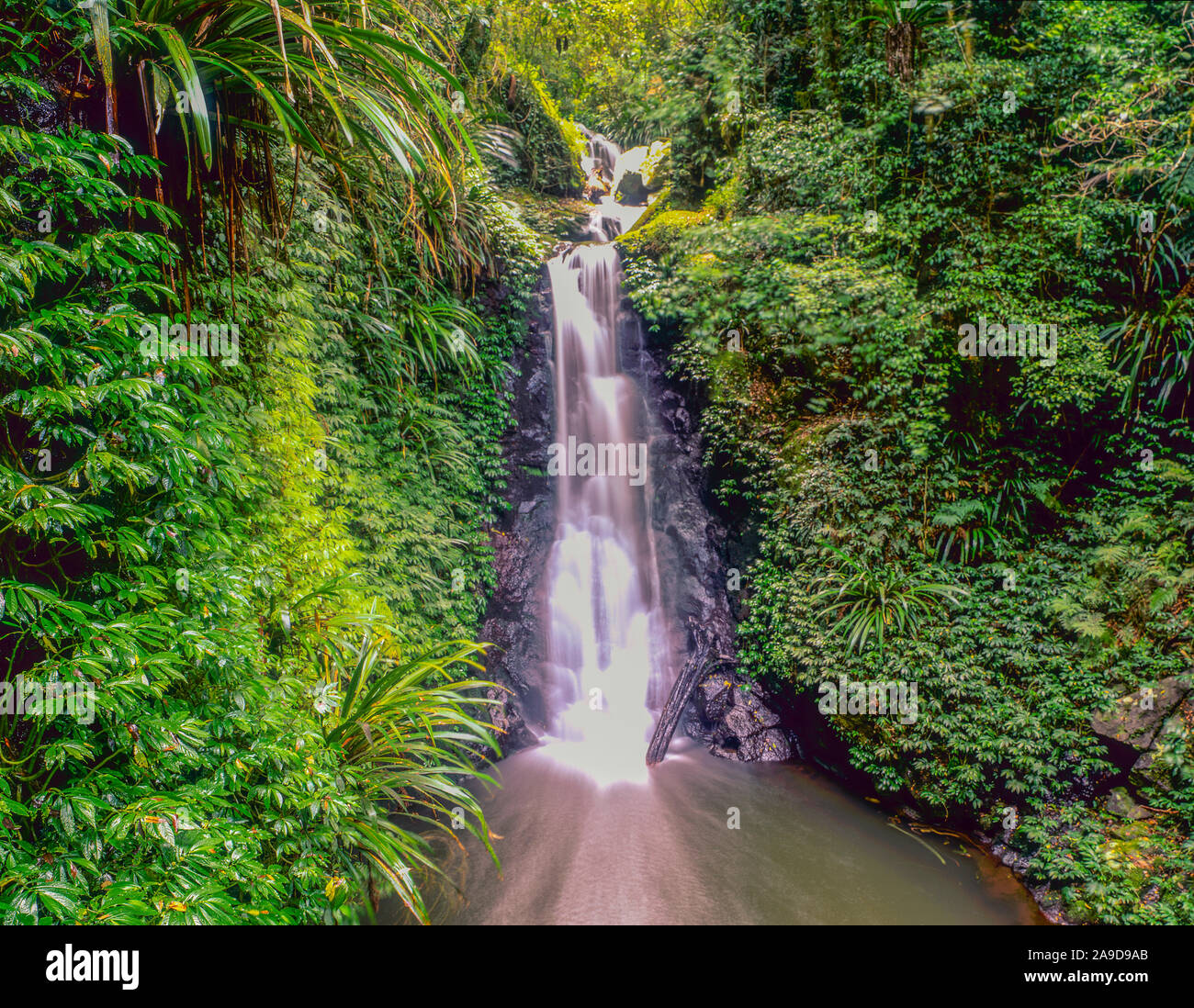 Gwongurai fällt, Lamington National Park, Queensland, Australien Regenwald im Lamington Hochebene, in der Nähe von BRisbane. Stockfoto