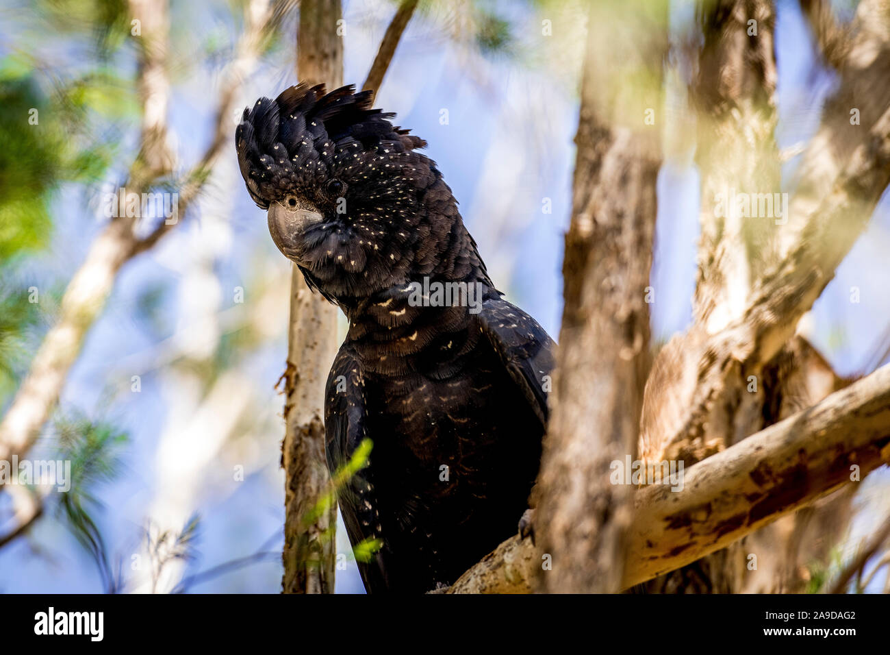 Der Red-tailed black Cockatoo (Calyptorhynchus banksii) auch als Banken 'black Cockatoo genannt, ist eine große, schwarze Kakadus in Australien. Stockfoto