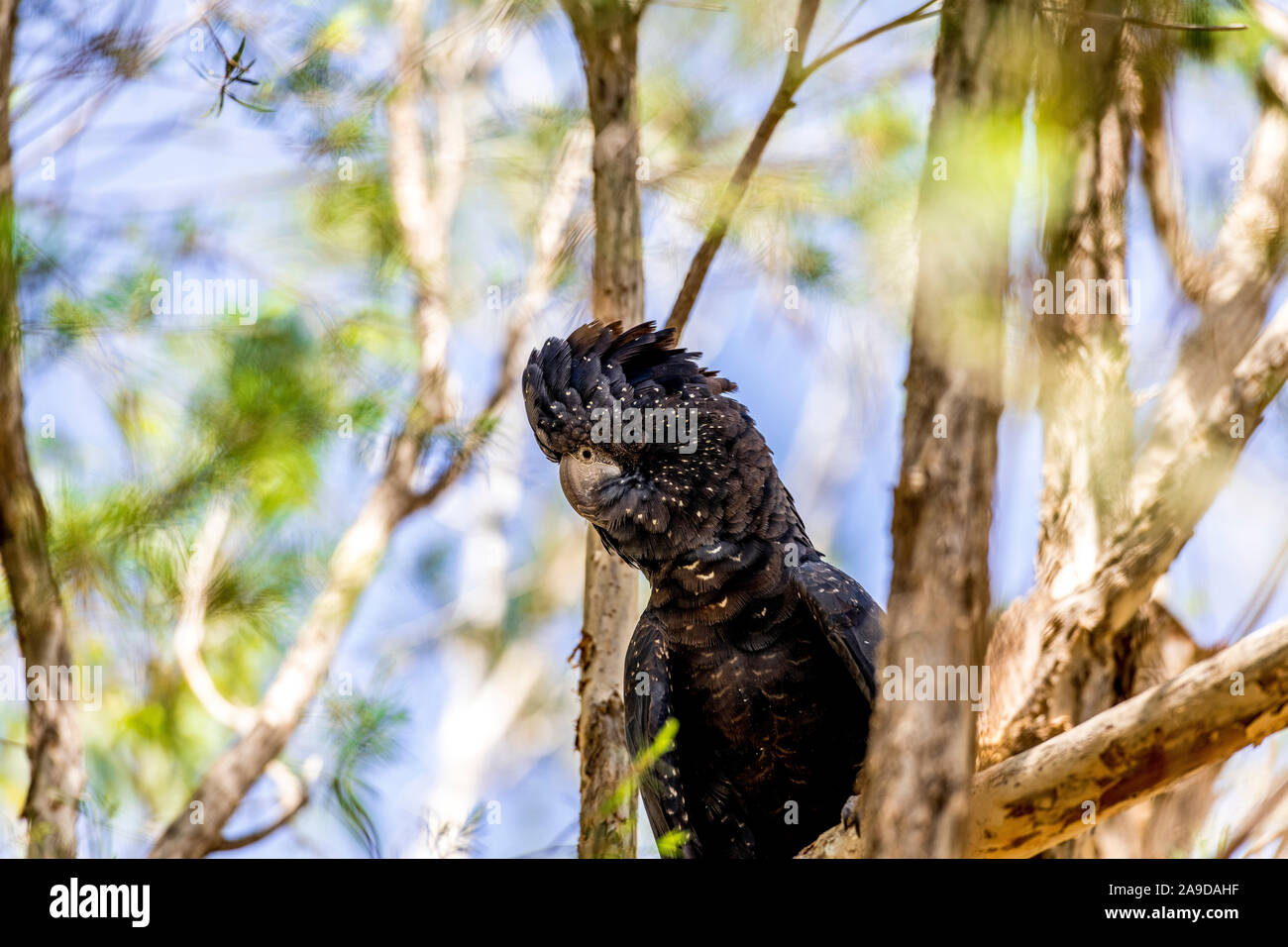Kakadu tourismus Fotos und Bildmaterial in hoher Auflösung Alamy