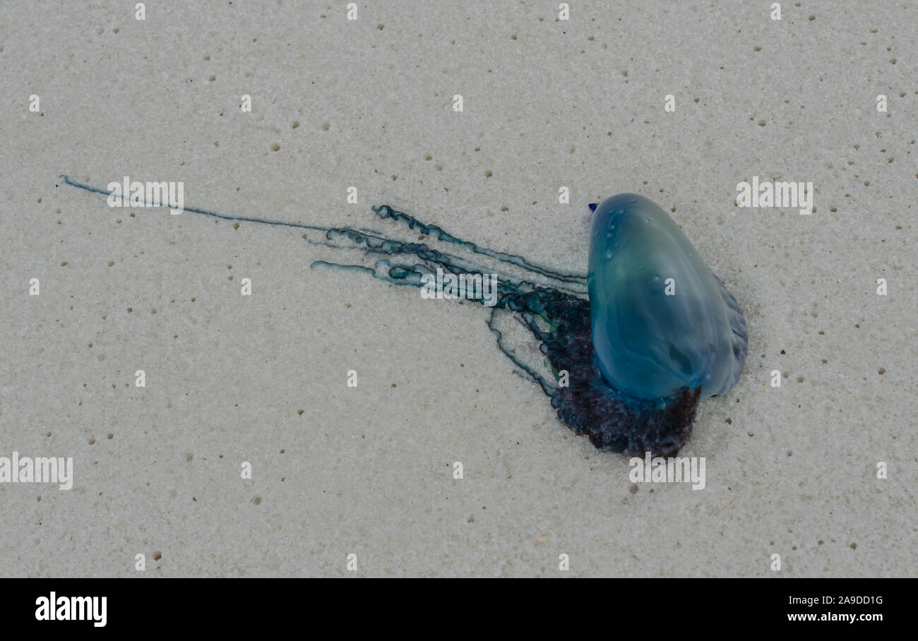 Portugiesische Man o' War quallen an der Golfküste Ocean Beach Küste. Schöne, gefährliche, bunte Qualle mit leuchtenden blauen Farbe. Stockfoto Portugiesische Man o' War quallen an der Golfküste Ocean Beach Küste. Schöne, gefährliche, bunte Qualle mit leuchtenden blauen Farbe. Stockfoto